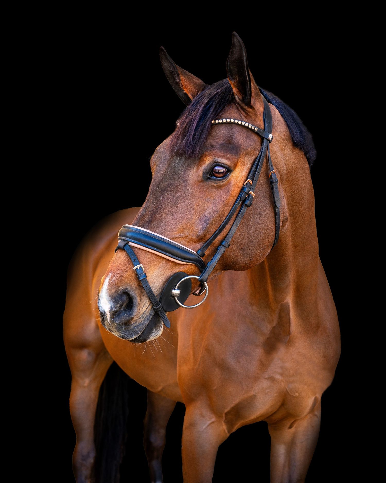 Beautiful bay horse with black bridle and tack poses elegantly against dark background in studio portrait.