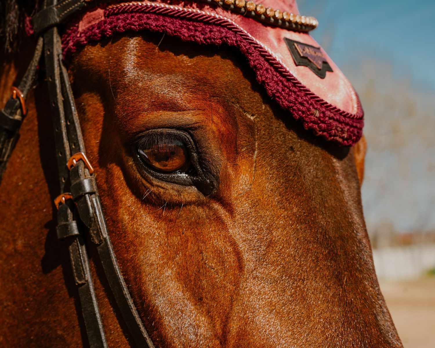 Close-up macro photograph of a chestnut brown horse's eye with red trim bridle against blurred background.