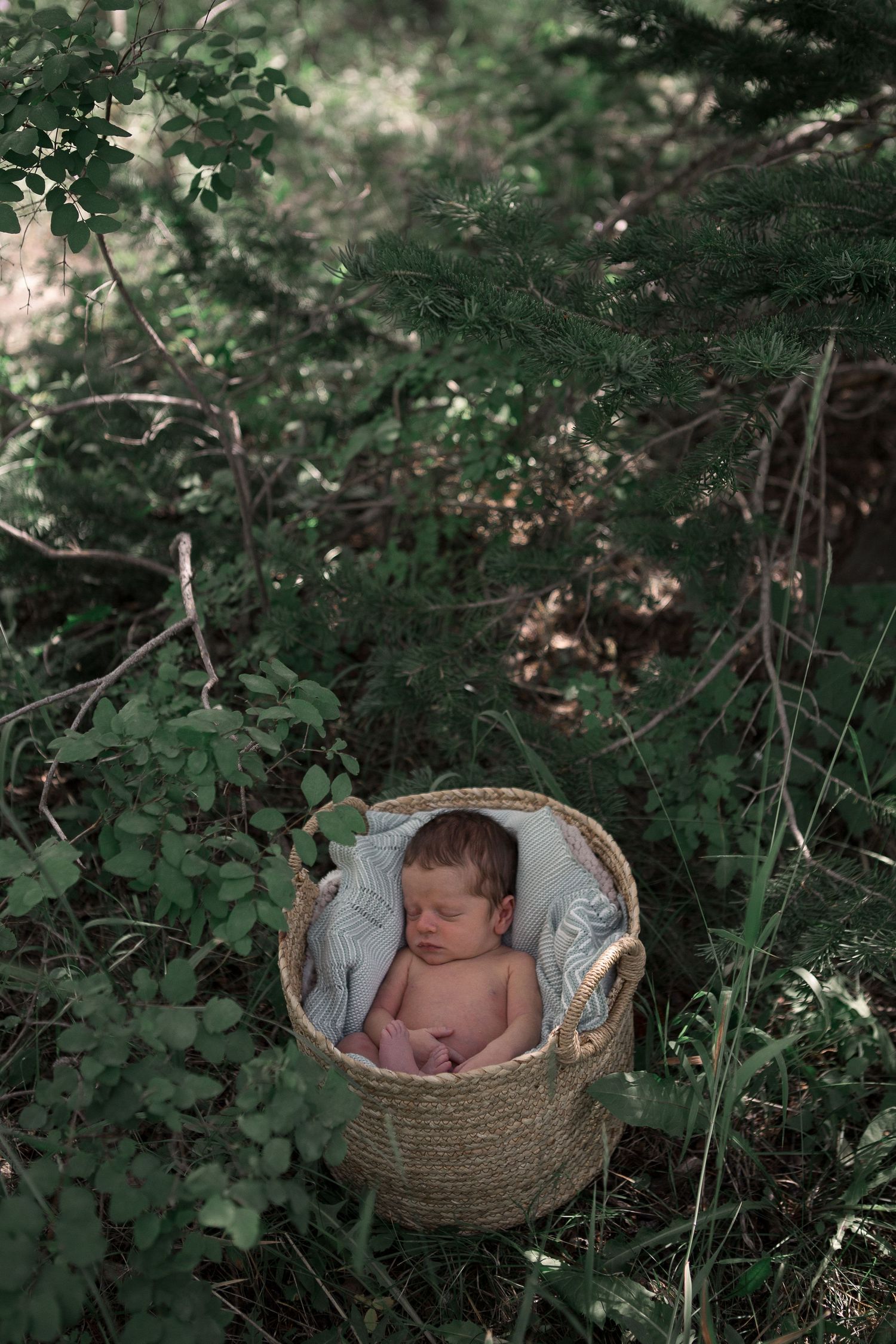 Natural outdoor newborn photography with baby sleeping in basket among forest greenery.