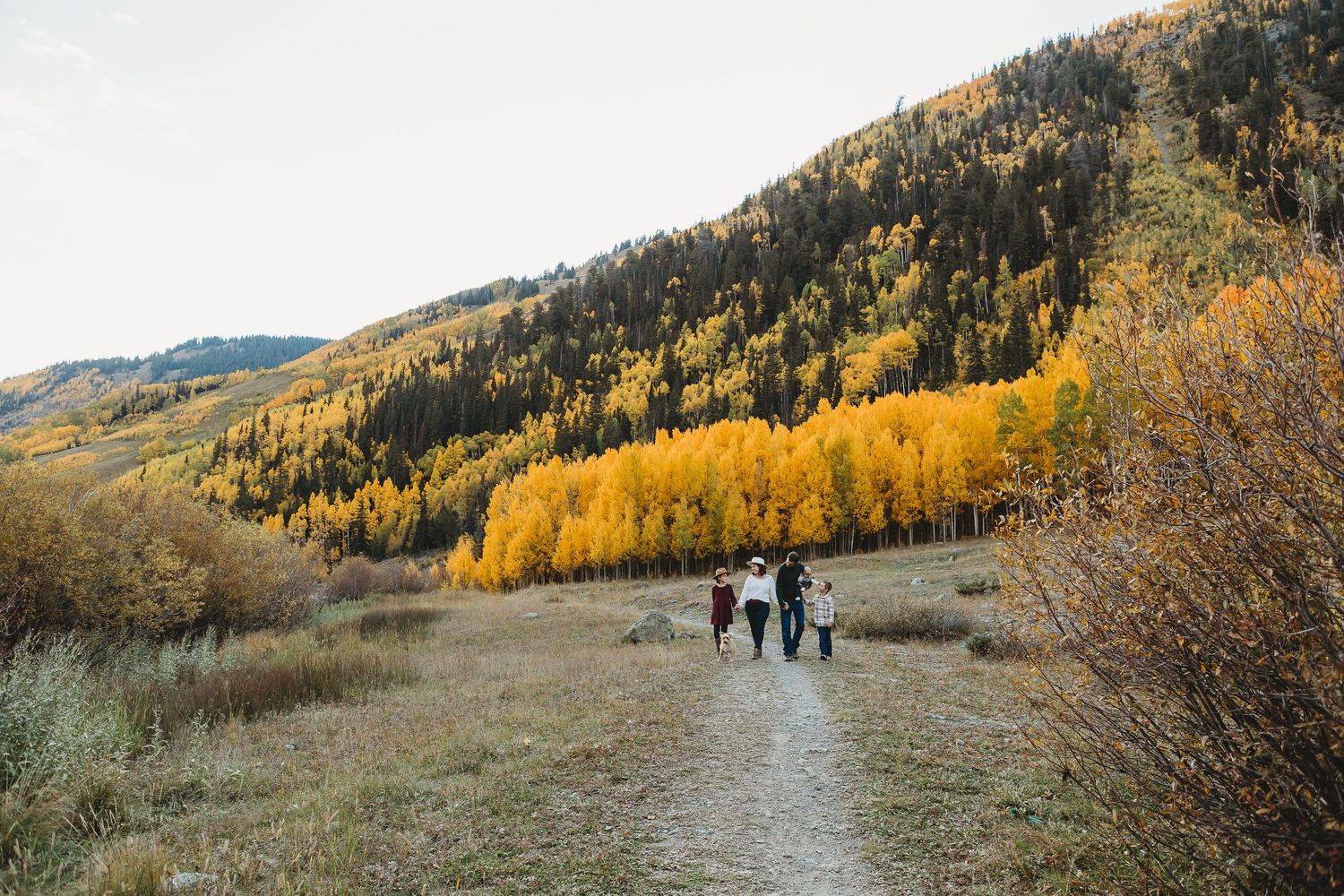 Hikers walk along a mountain trail surrounded by golden aspen trees and evergreens during autumn in Colorado.