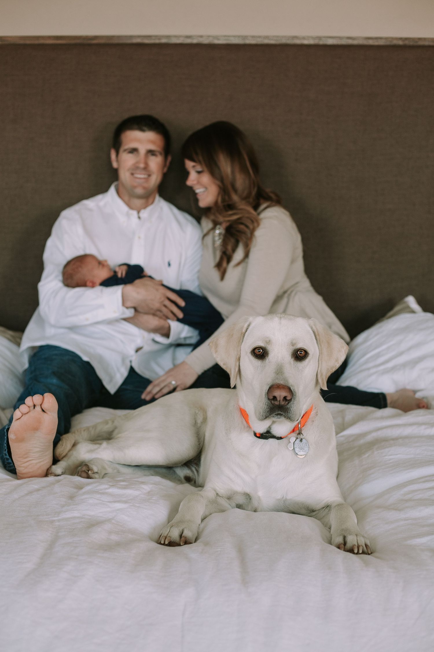A yellow Labrador lounges on white bedding while a couple sits behind.