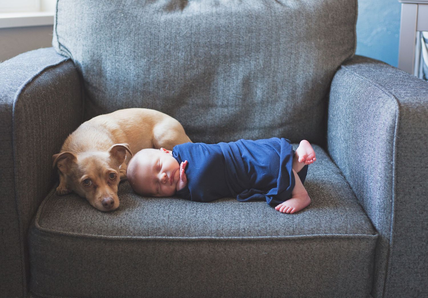 A sleeping baby and yellow dog cuddled together on a grey couch.