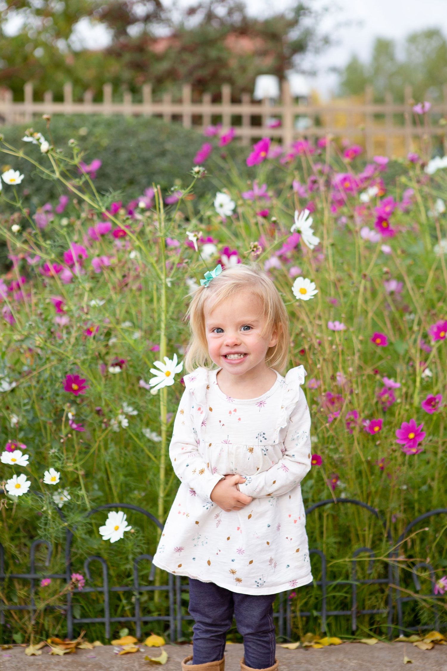 Garden scene with white and pink cosmos flowers blooming behind short fence.