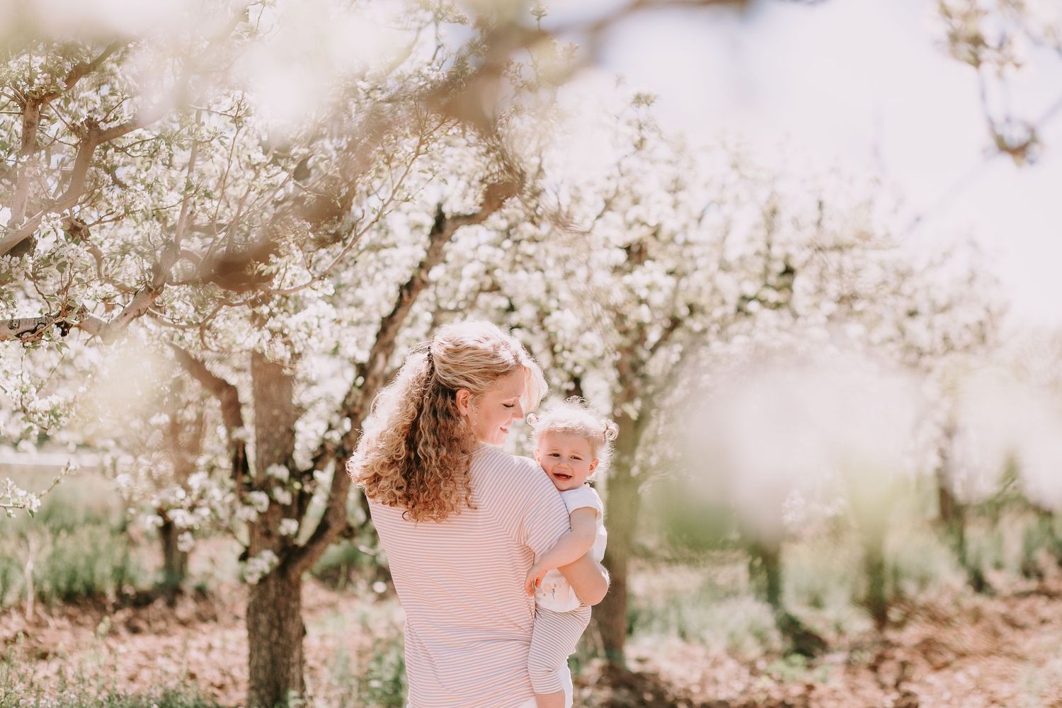 Ethereal spring scene with blooming cherry trees in soft sunlight.