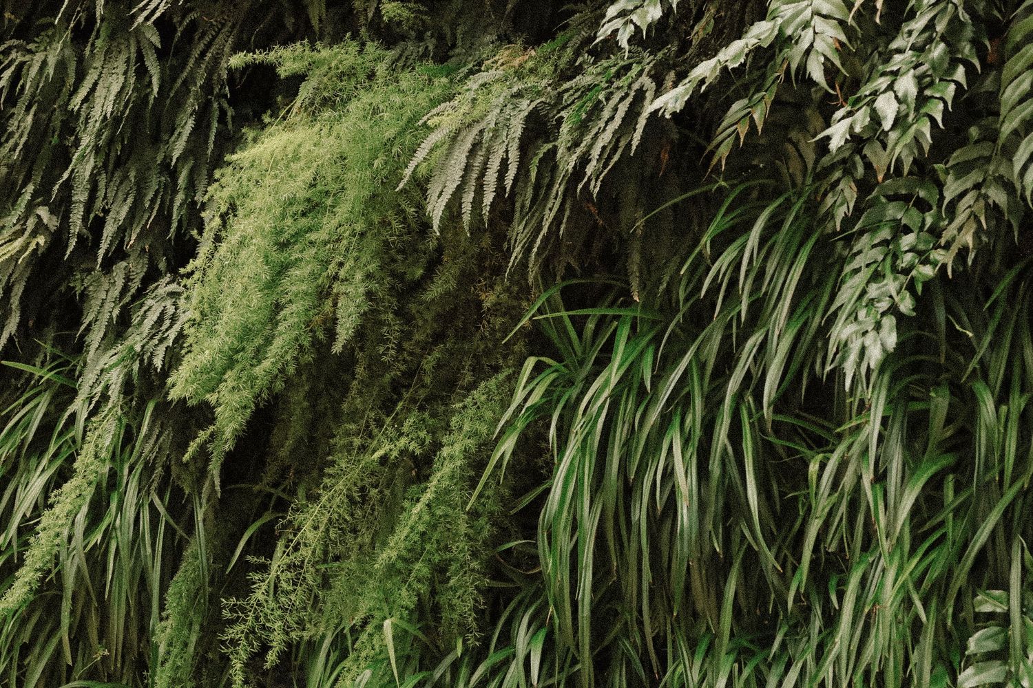 Lush green tropical wall of layered ferns and exotic plants in a vertical garden display.