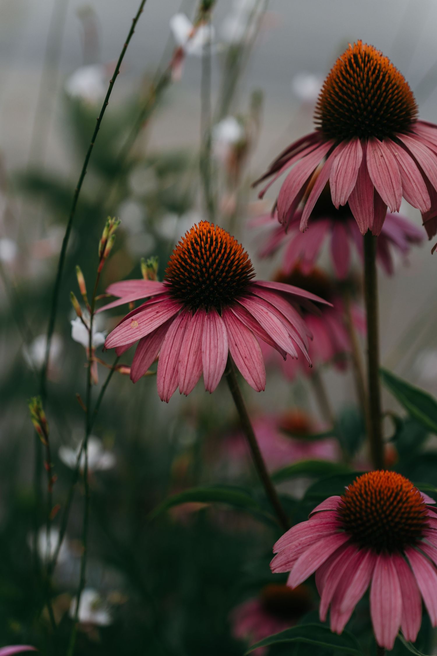 Pink coneflowers in bloom with dark centers against a soft blurred background.