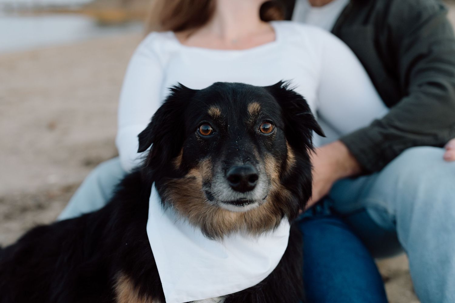 Close up portrait of a black and brown Australian Shepherd dog wearing a white bandana.