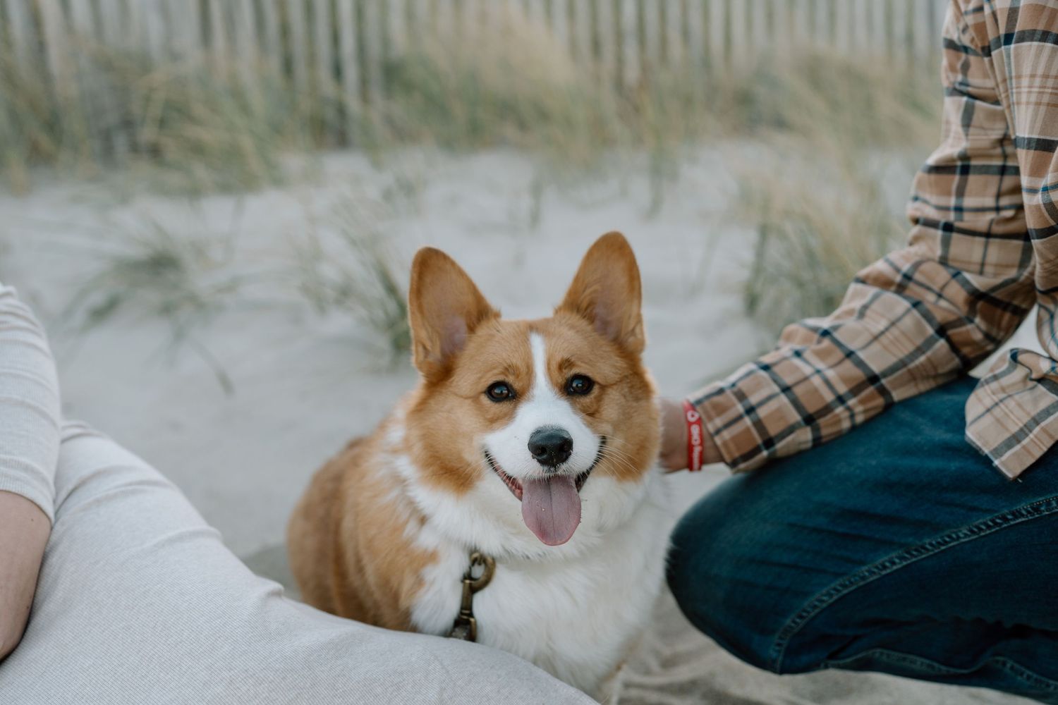 A happy Corgi dog with perked ears sits on the beach between two people.