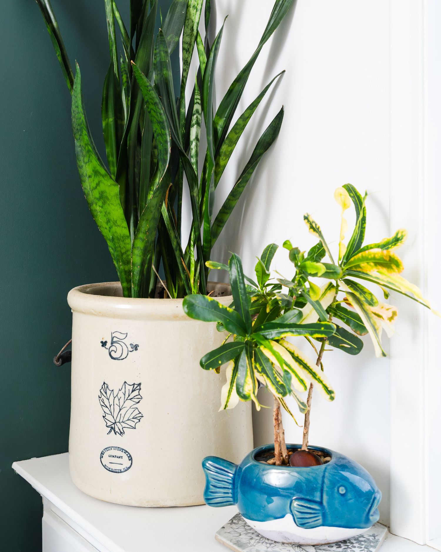 Three ceramic planters with whimsical face designs hold lush green plants against a white wall with blue accents.