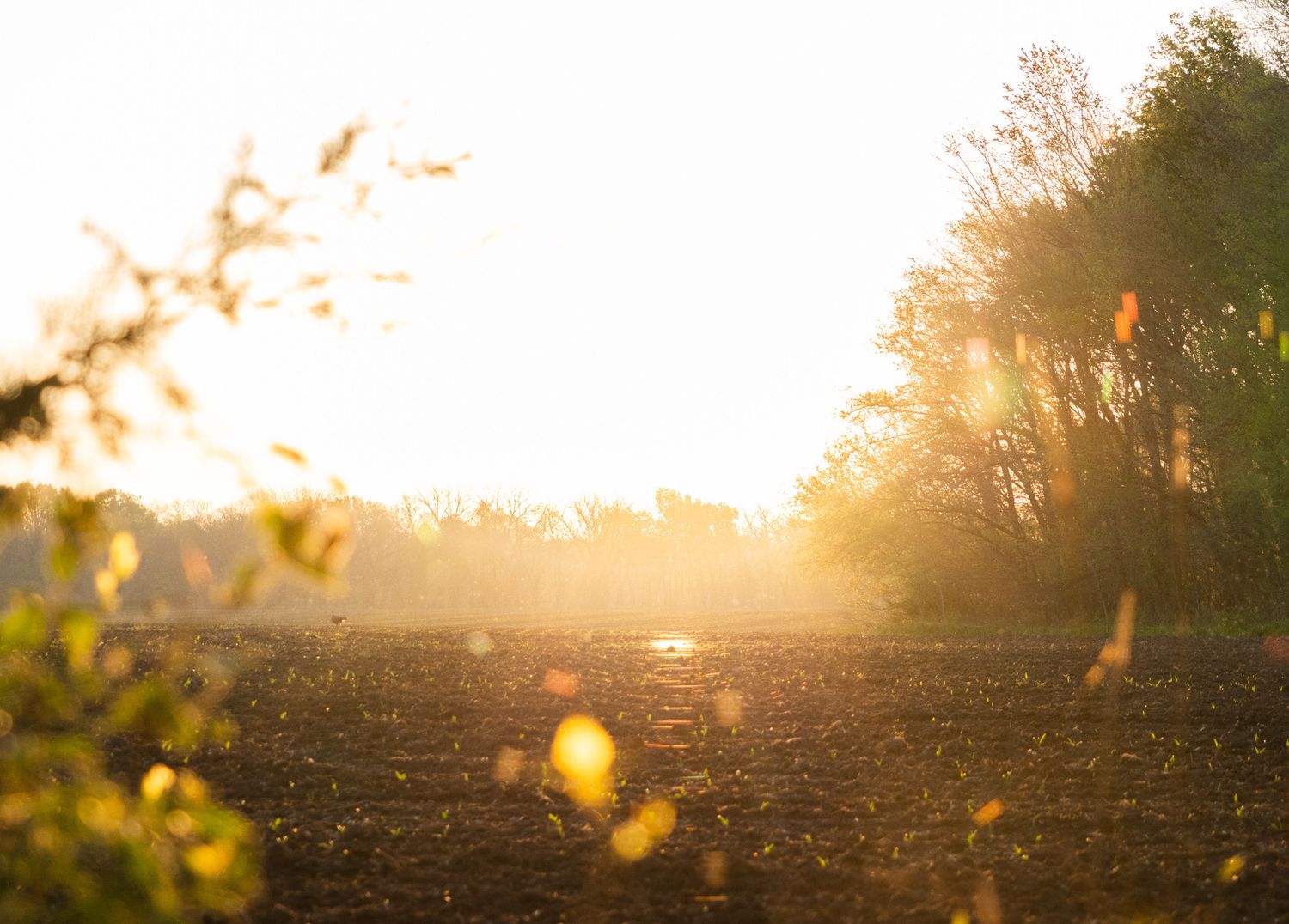 Golden sunset over a freshly plowed field with lens flare effects.