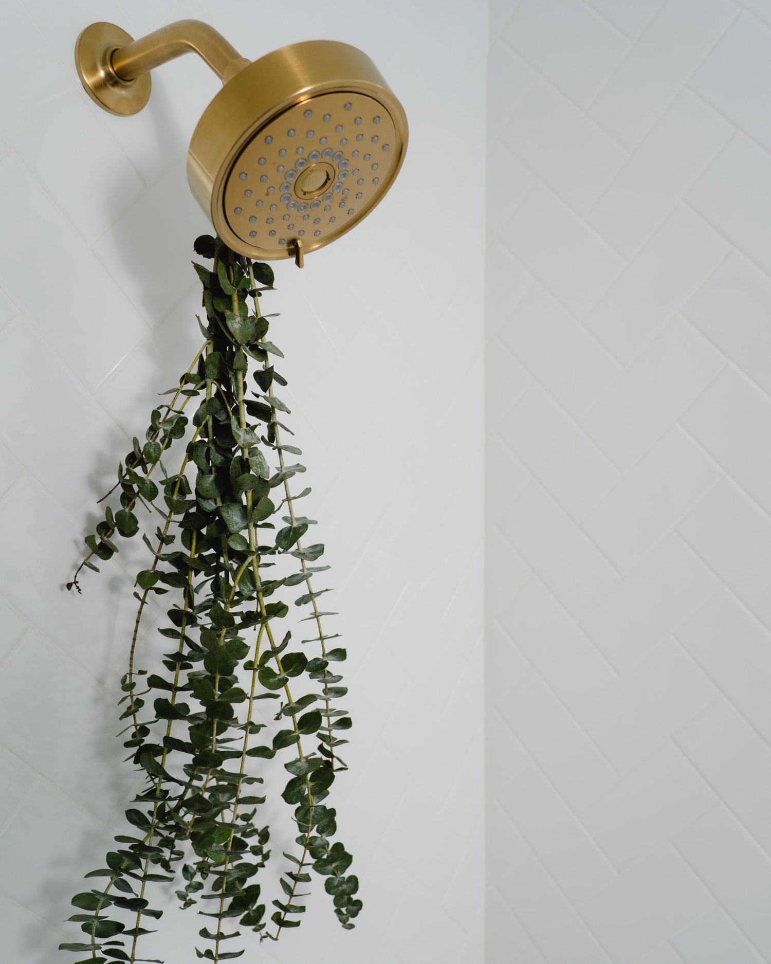 Gold shower head with fresh eucalyptus branches hanging from it against white herringbone tile wall.