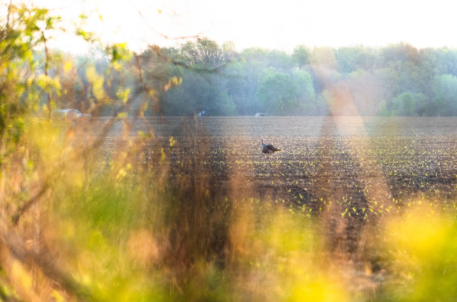 Sunlit plowed field with golden bokeh effects through foreground vegetation.