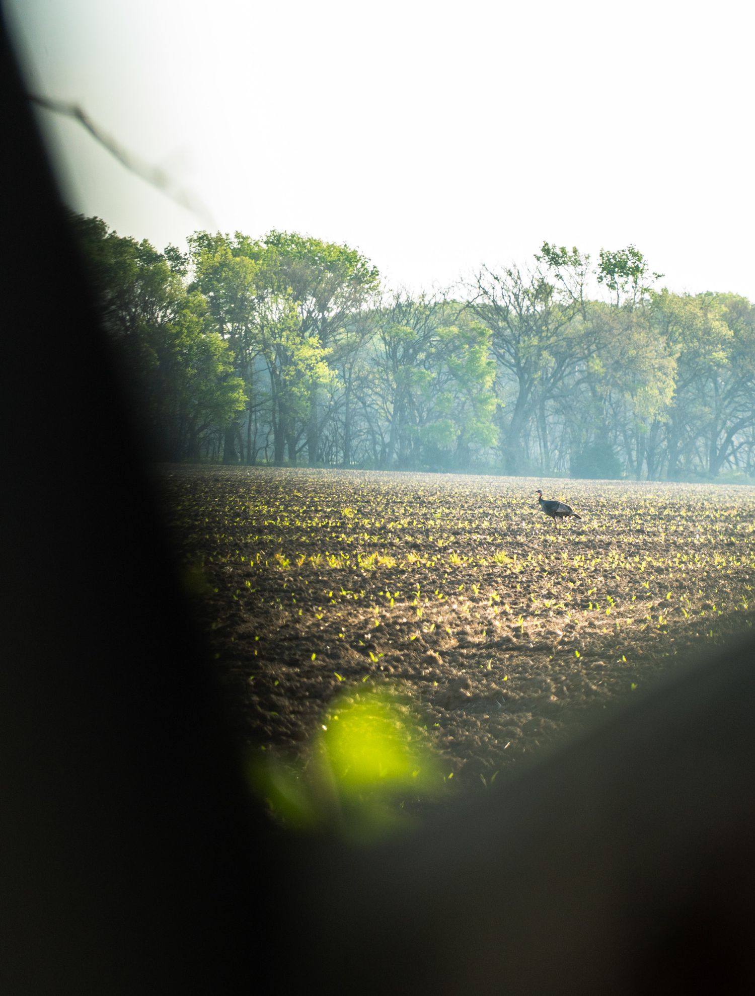 Bird silhouetted on plowed field with treeline in misty background.