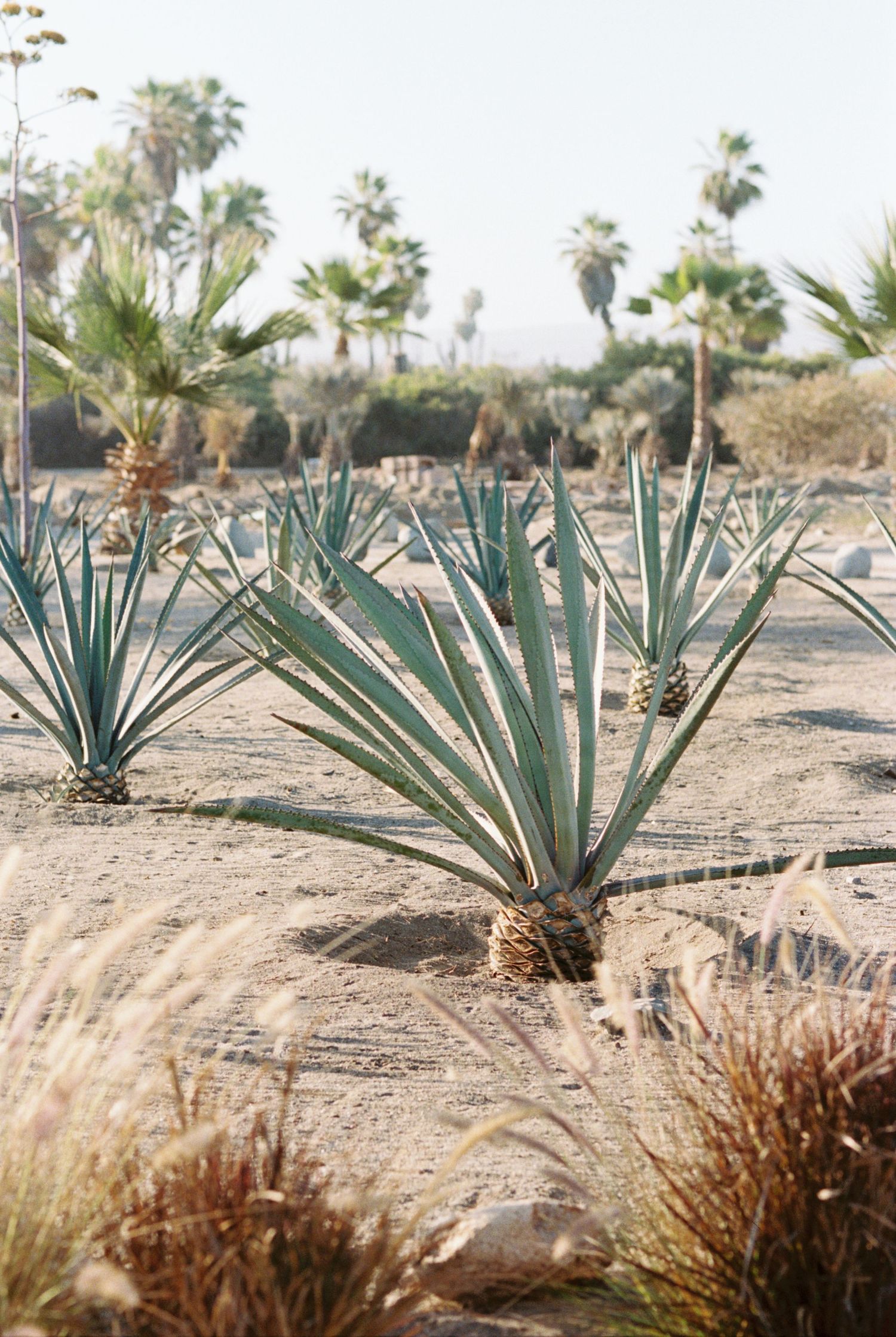 Desert landscape with agave plants and palm trees in natural sandy terrain. Kirstie Whitaker Photography