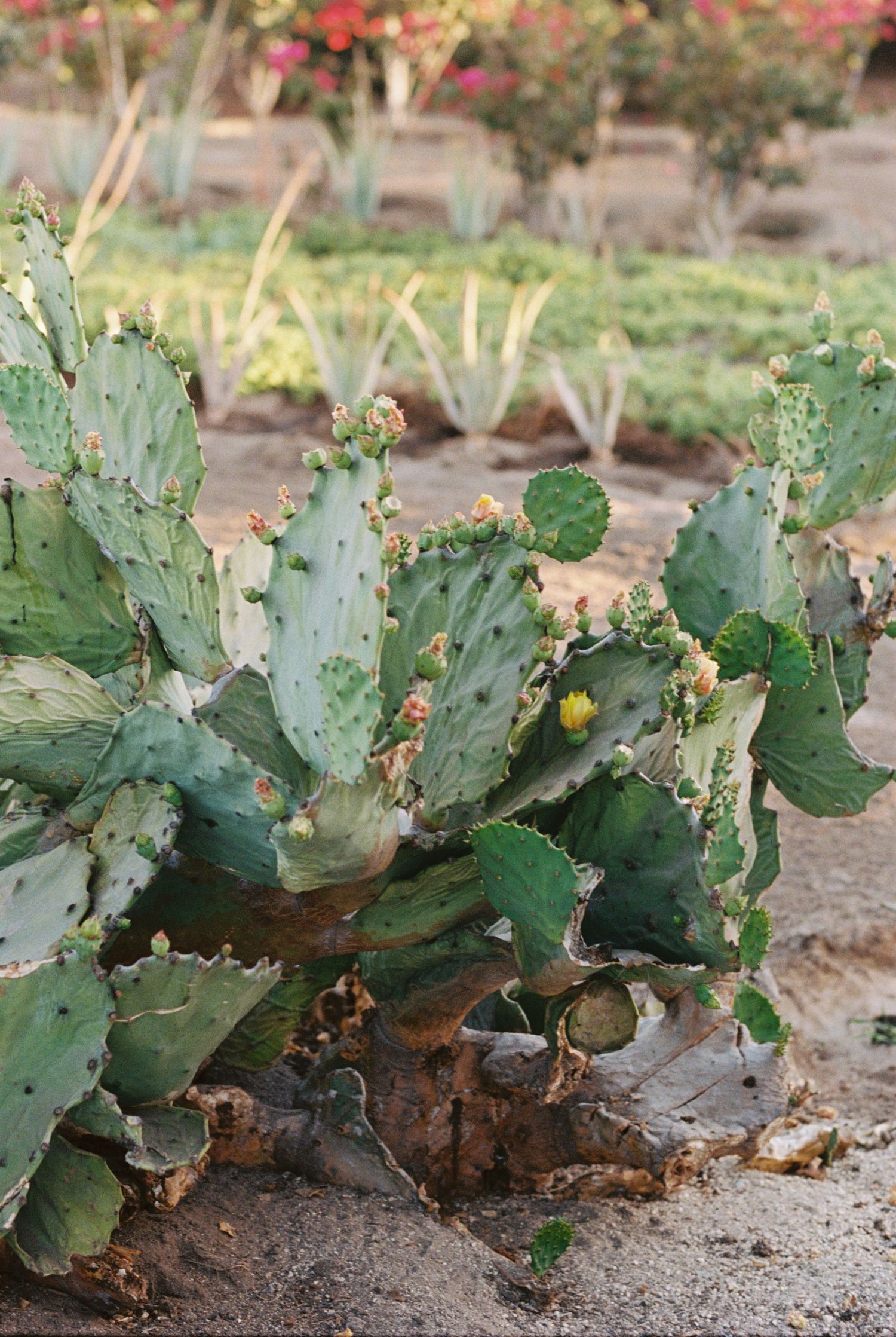A prickly pear cactus with paddle-shaped leaves grows in sandy soil with red flowers blooming in the background.