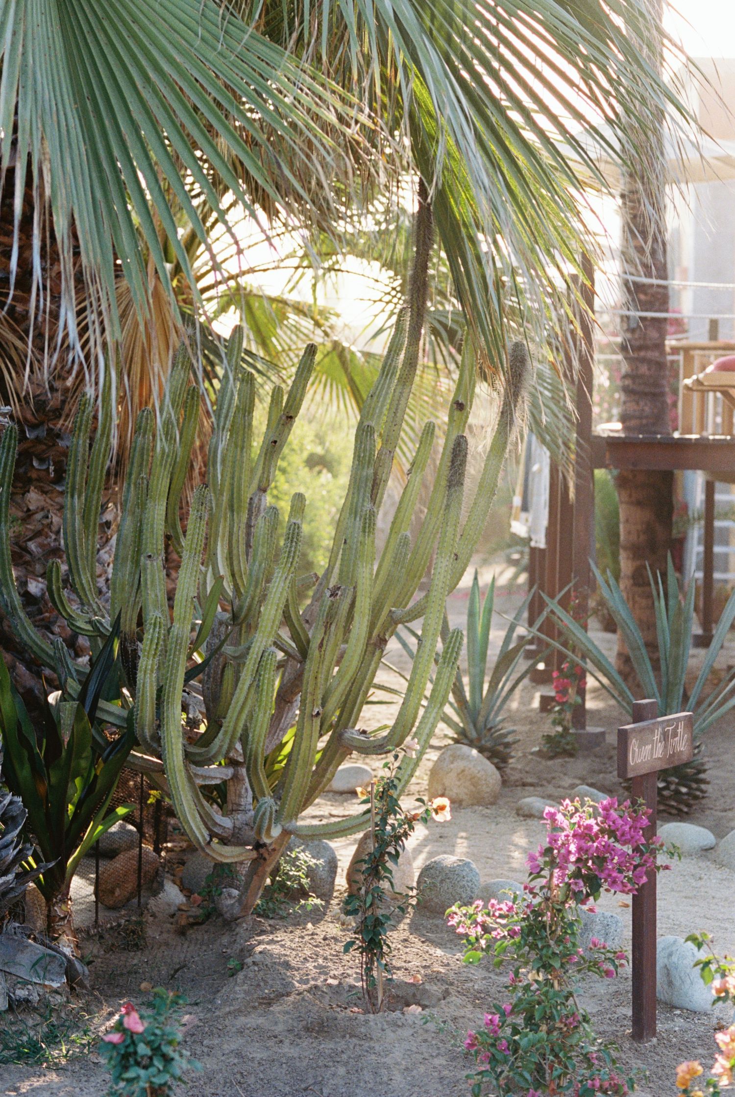 Tropical garden scene with large palm fronds, desert plants and pink flowering shrubs in dappled sunlight.