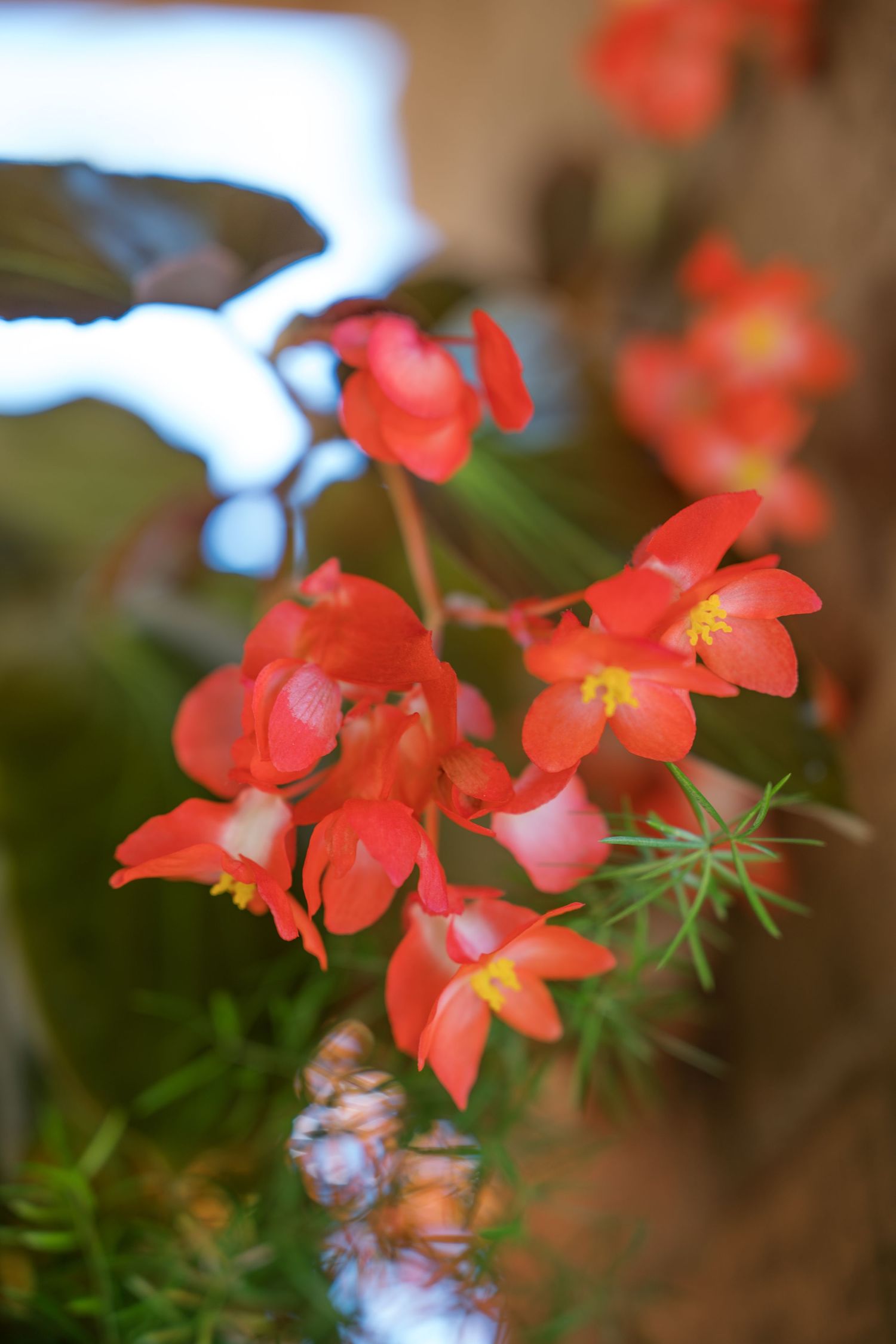 Close-up of vibrant red begonia flowers blooming with delicate petals against a blurred natural background.