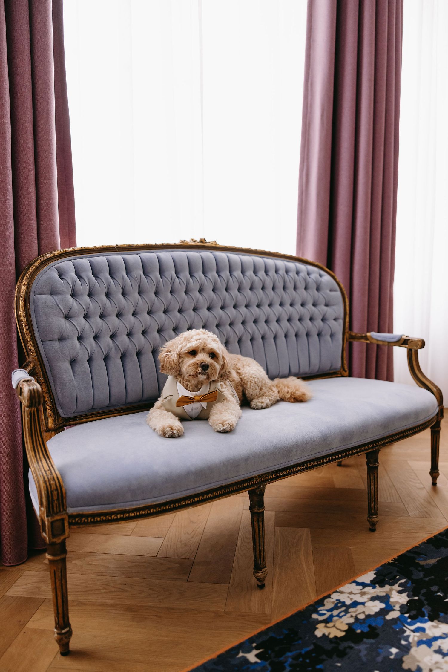 A fluffy brown dog rests on an elegant grey tufted vintage settee with wooden trim.