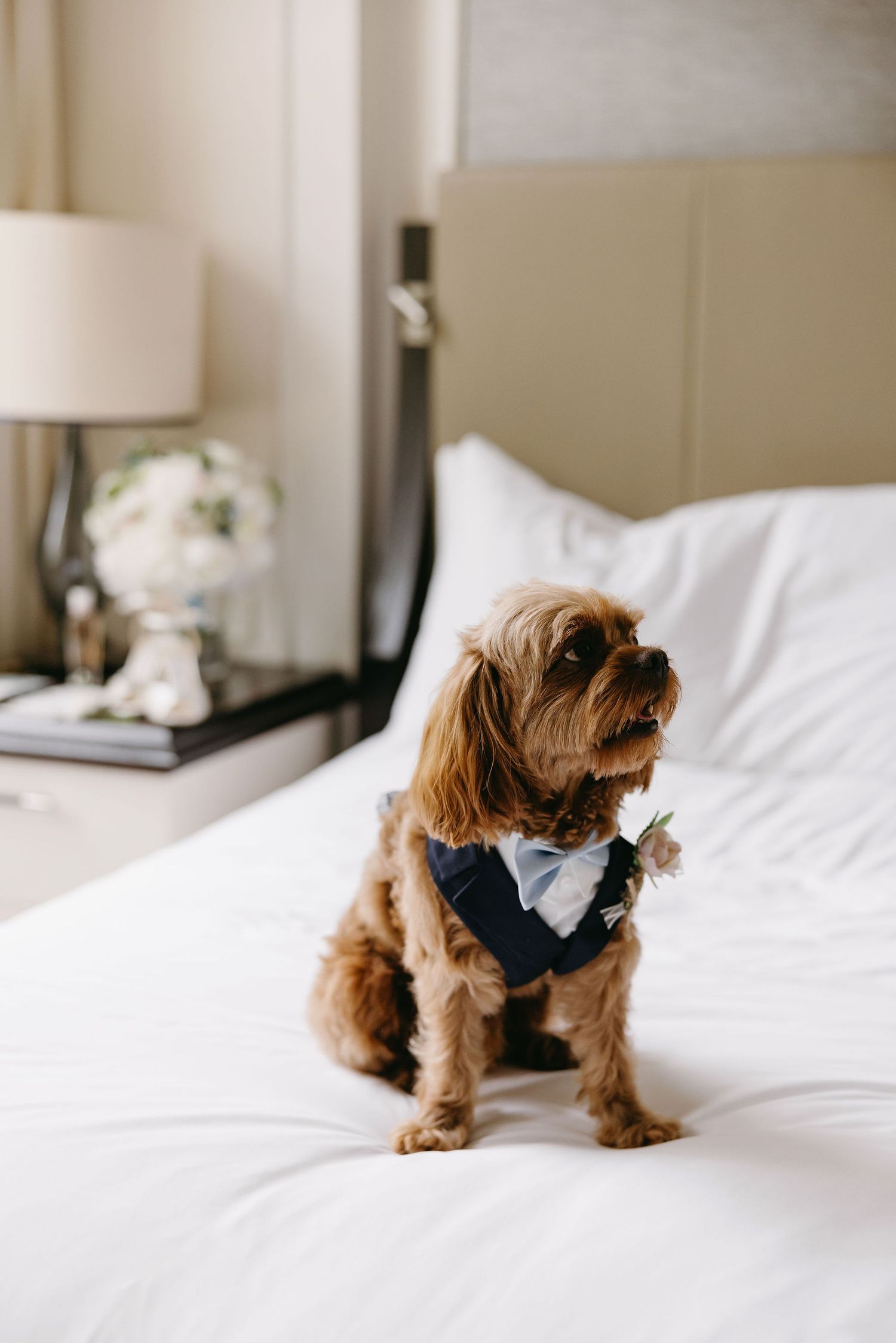 A small brown dog wearing a formal bowtie sits on white bedding.