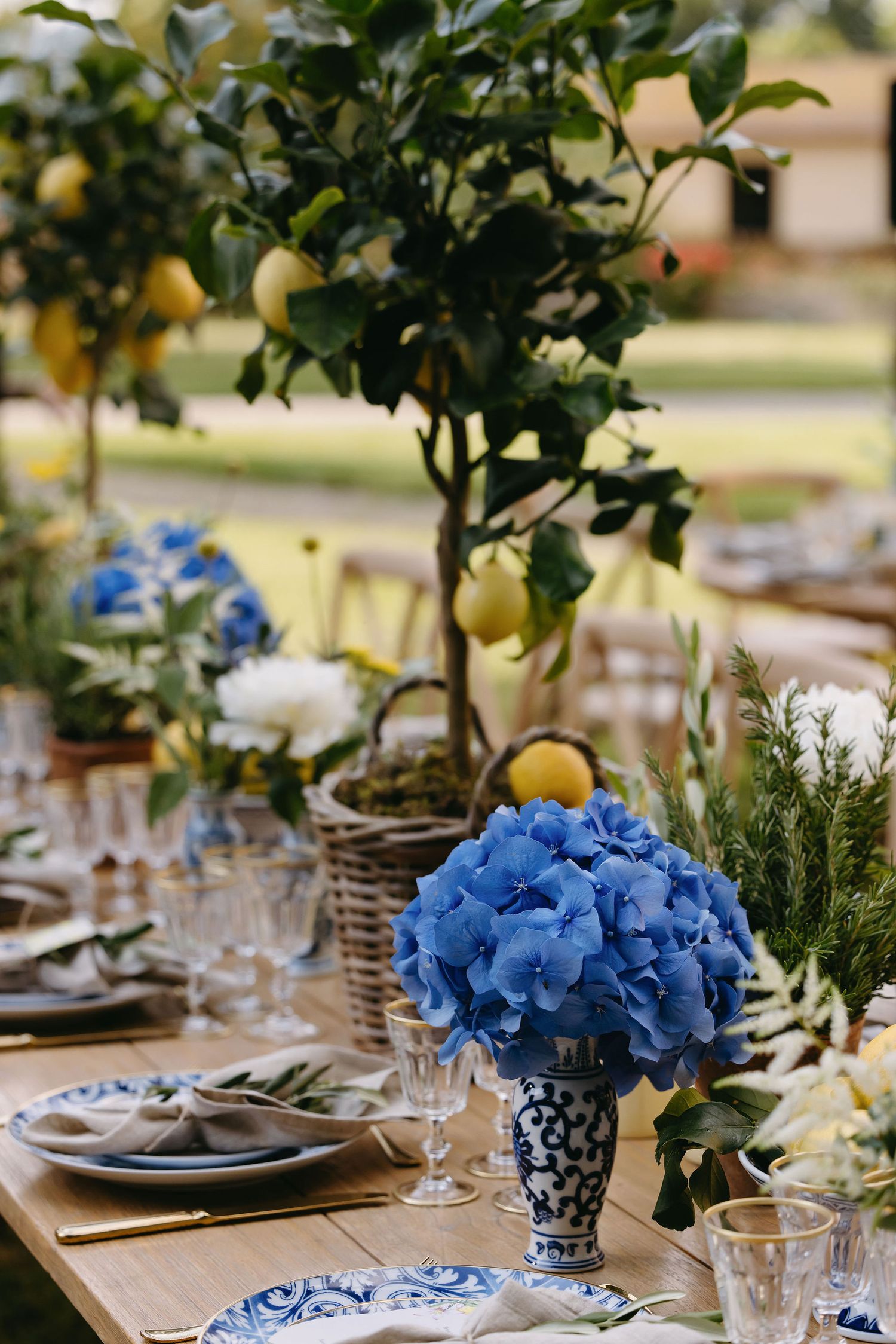 Table setting with blue hydrangeas and citrus trees creating a Mediterranean-inspired wedding decoration.