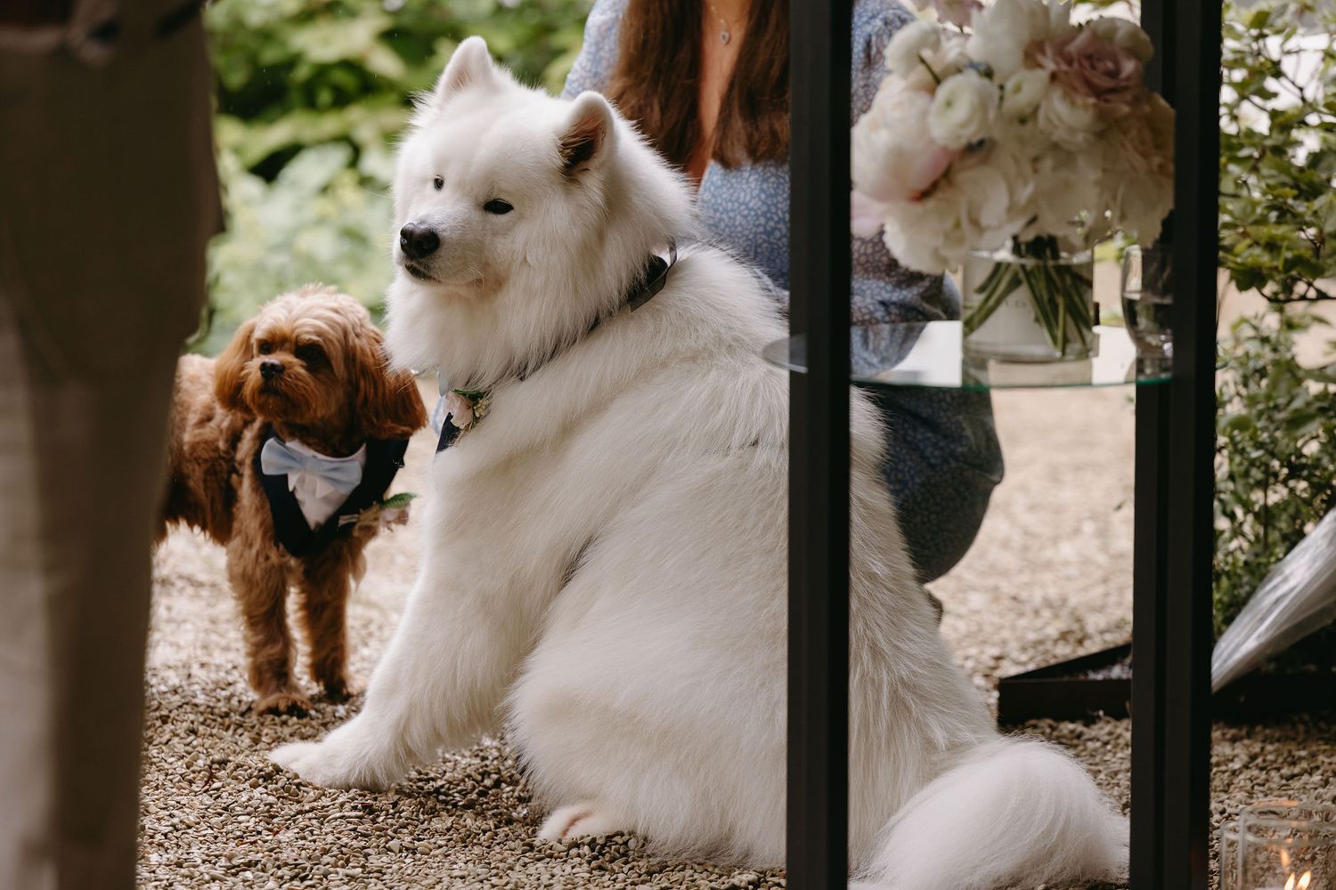 White fluffy dogs exploring outdoor garden area during wedding festivities.