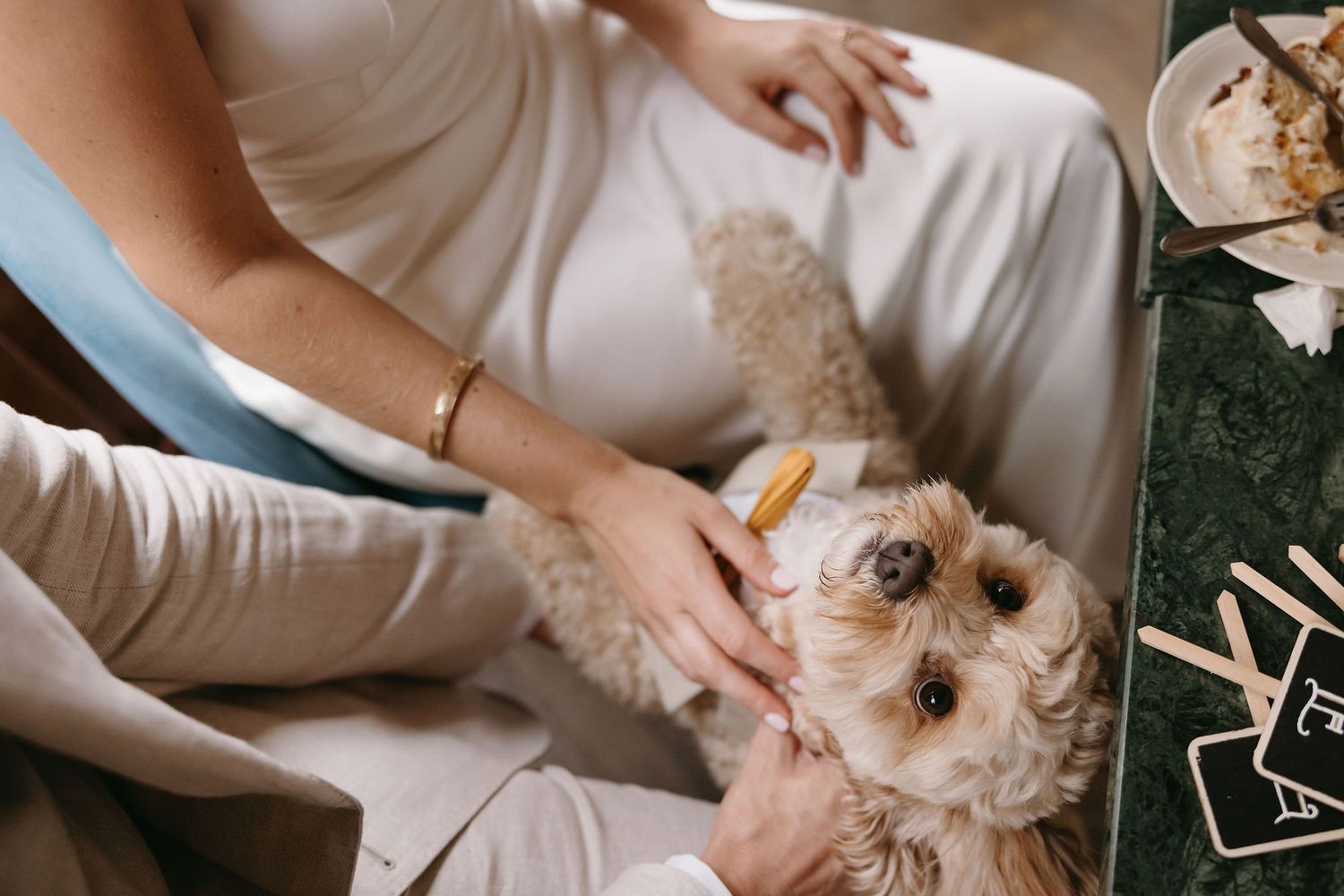 Small dog getting affectionately petted while sitting in a white dress setting.