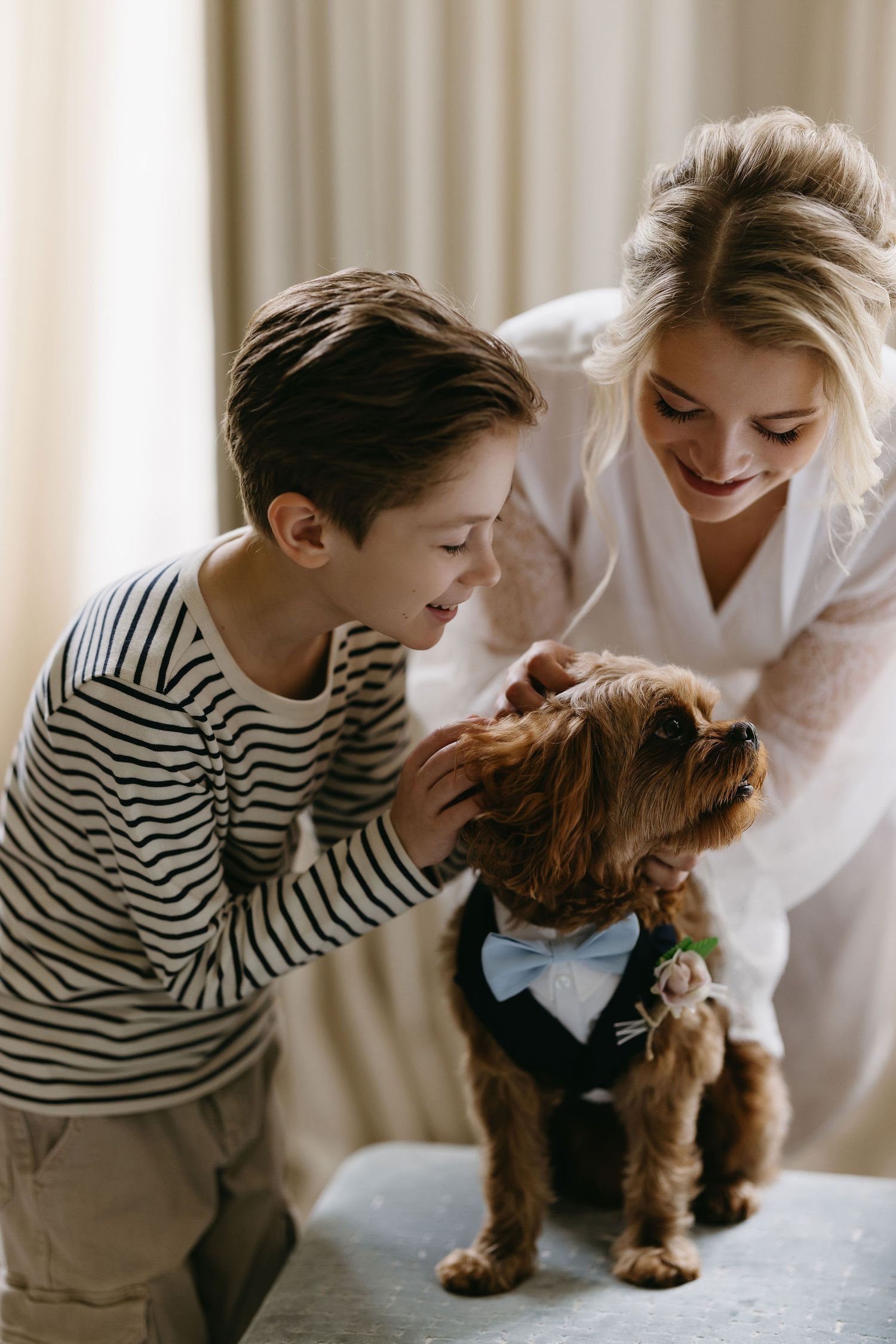 Close-up shots of a sweet brown dog wearing a bowtie being petted on a table.
