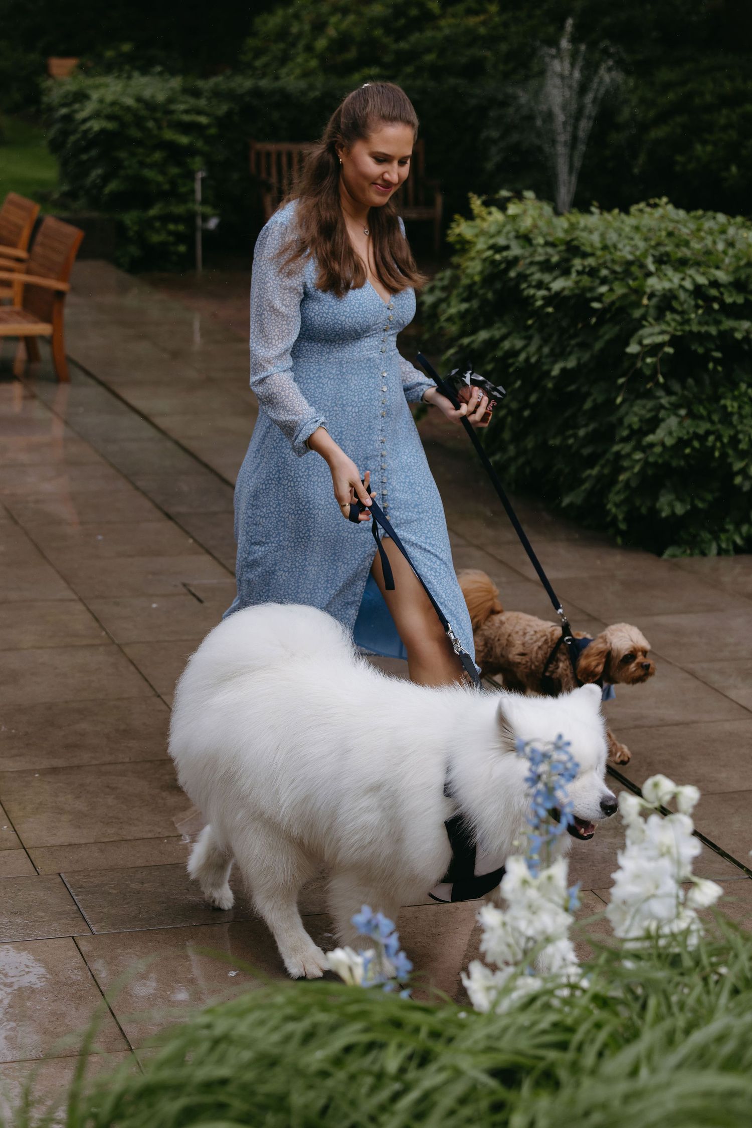 Person in blue walking two fluffy white dogs near garden flowers.