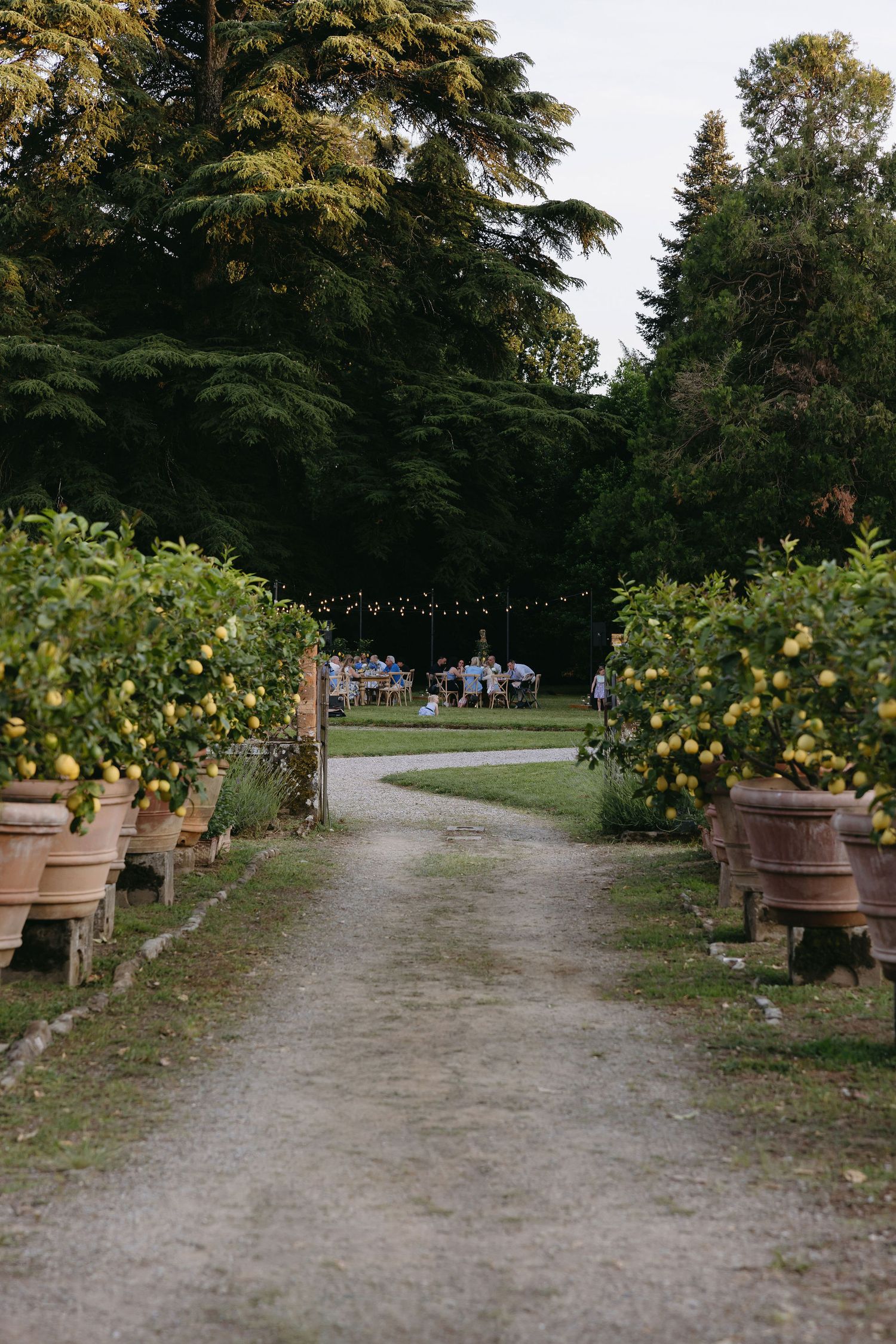 Garden pathway lined with potted lemon trees leading to an outdoor event space.