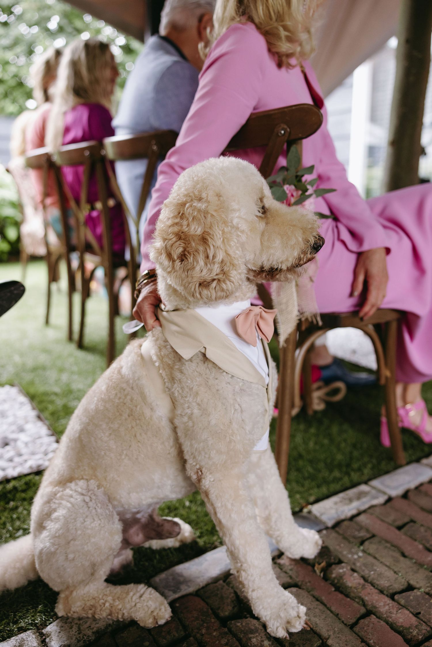 Fluffy white dog wearing a formal collar sits among wedding guests on pink chairs.