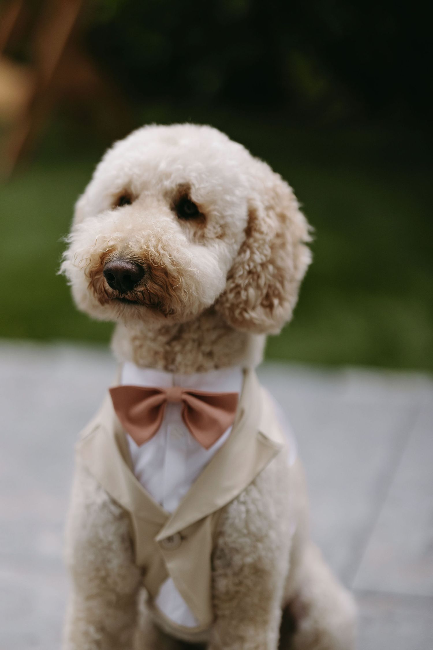 An adorable white fluffy dog wearing a bow tie and formal attire poses for the camera.