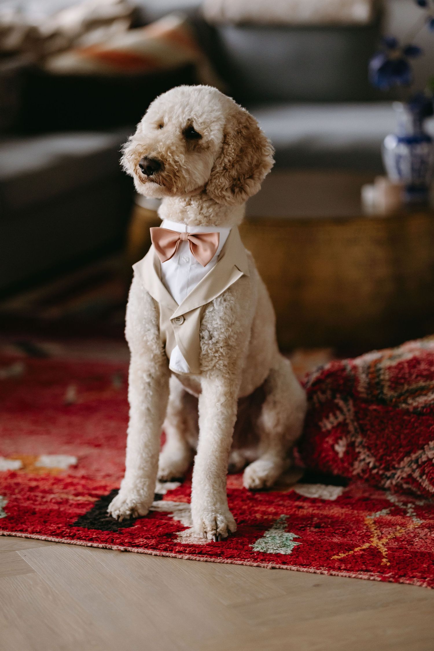 Small white dog wearing a light colored bow tie poses on a red patterned rug.