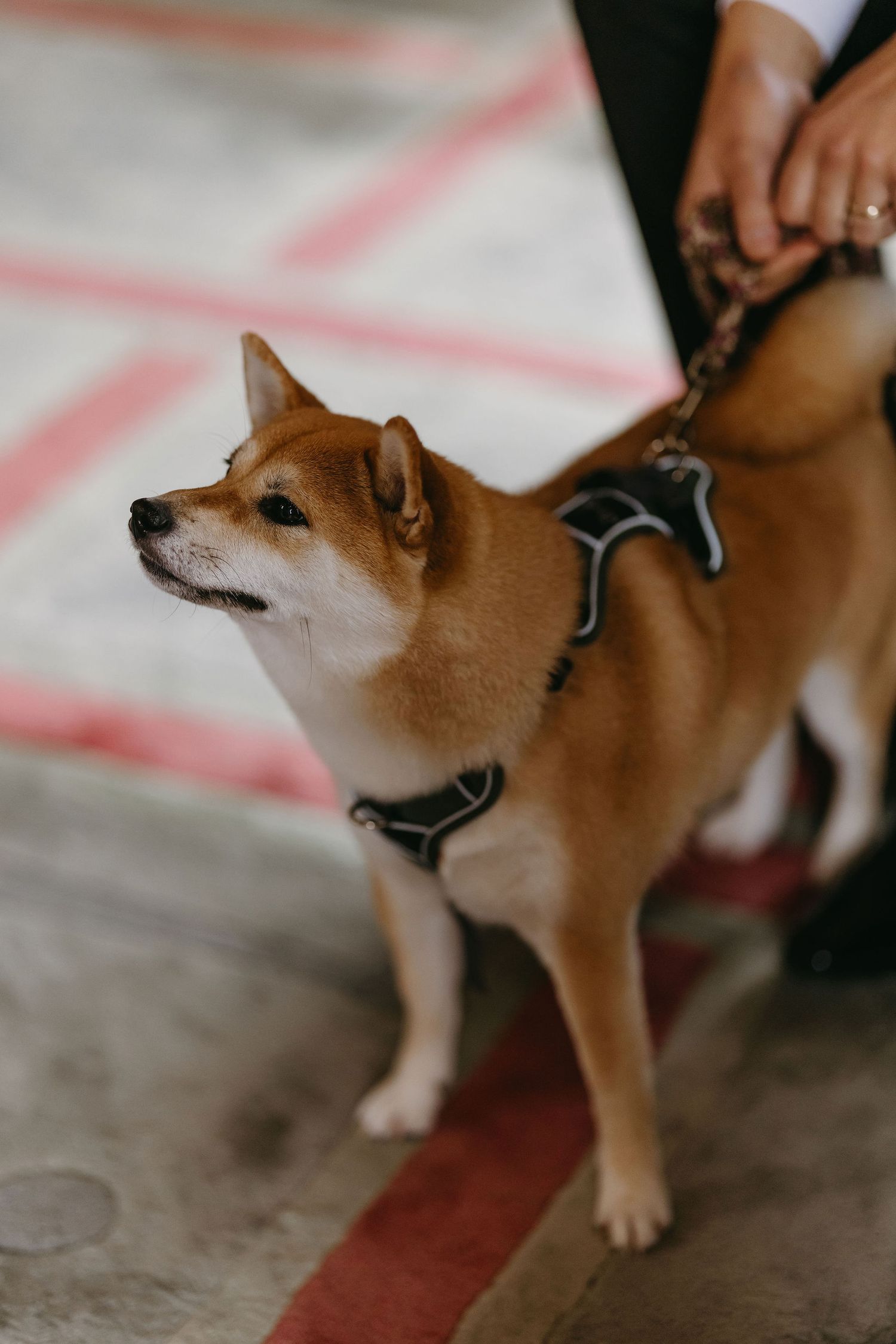 A Shiba Inu dog wearing a grey harness stands alertly on a leash.