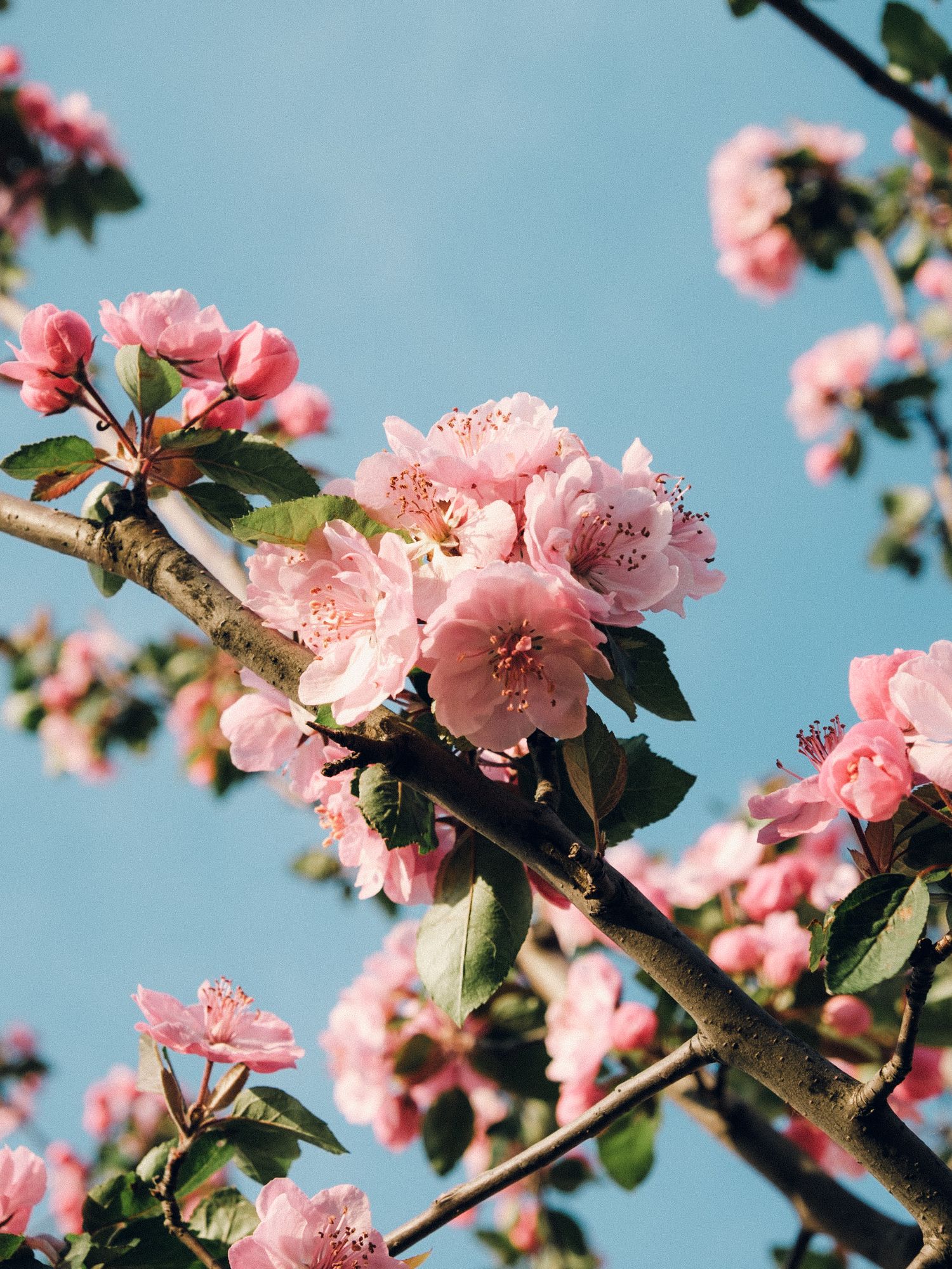 Beautiful sakura blossoms in full bloom at Buda Castle in Budapest, creating a picturesque scene during the spring season