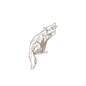 A detailed sketch illustration of a howling wolf sitting upright, rendered in soft taupe tones on white background.
