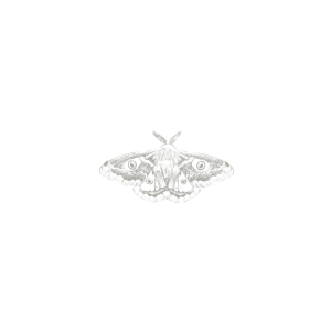 Detailed white pencil sketch of a moth with spread wings and eye-spot patterns on a white background.