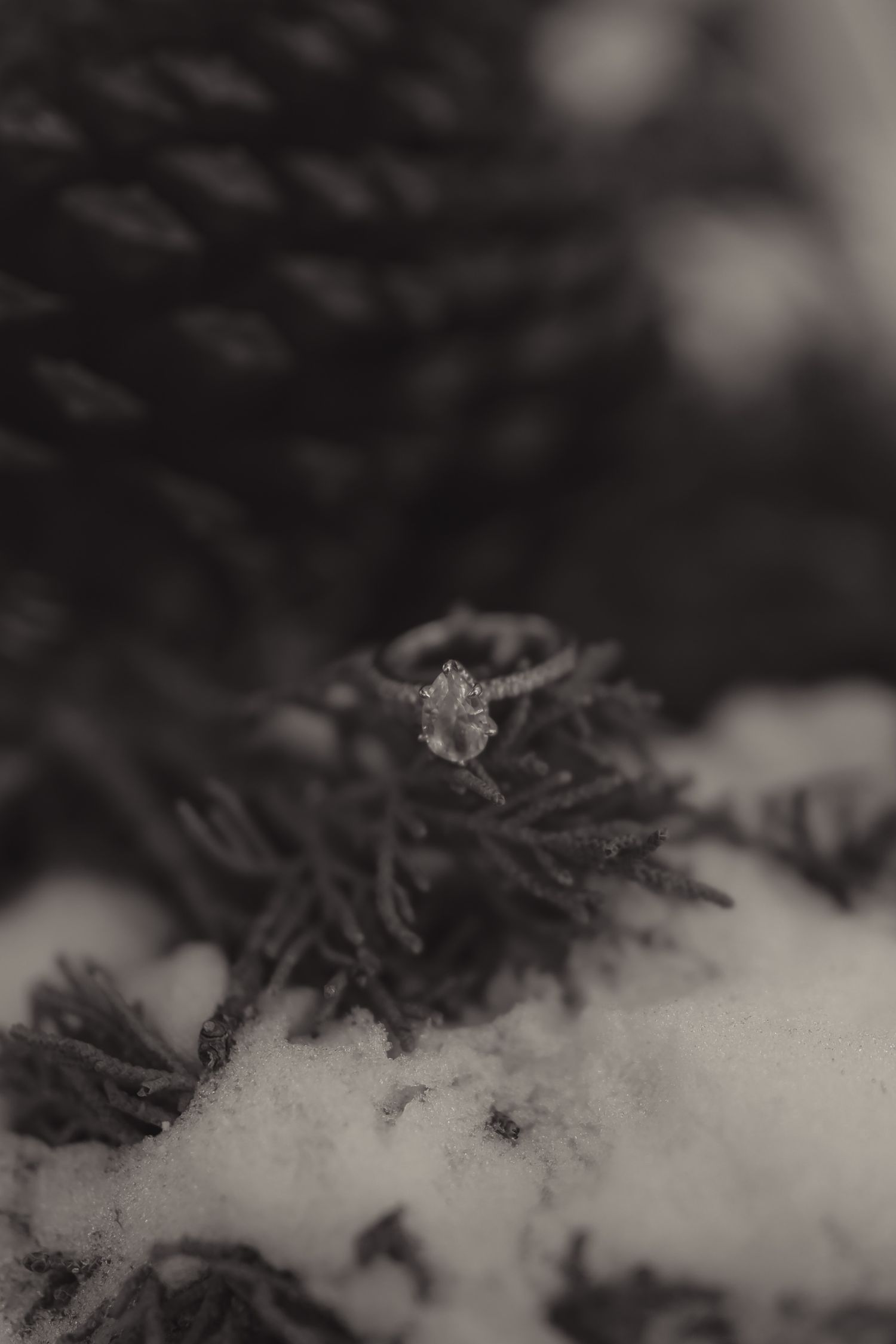 Close-up black and white photo of a diamond engagement ring resting on snowy evergreen branches.