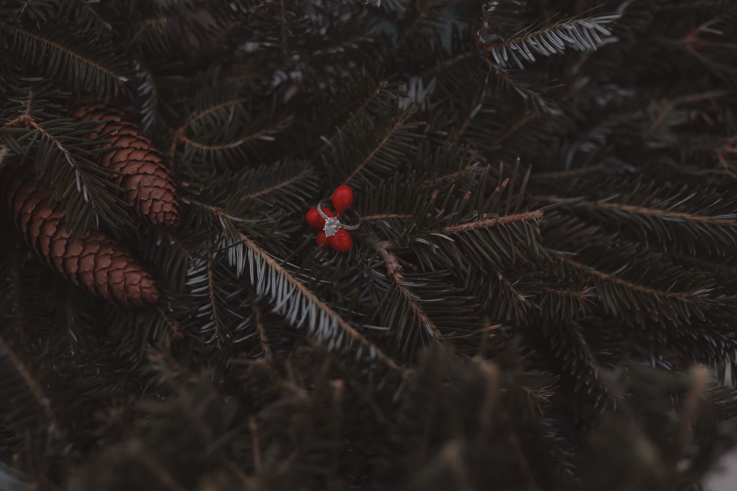 Dark evergreen pine branches with brown pinecones and two bright red berries, creating a moody holiday nature scene.