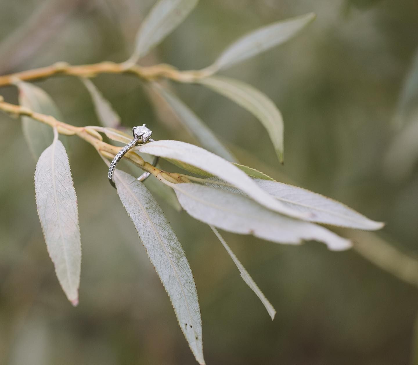 Delicate white leaves with water droplets glisten in soft natural light.