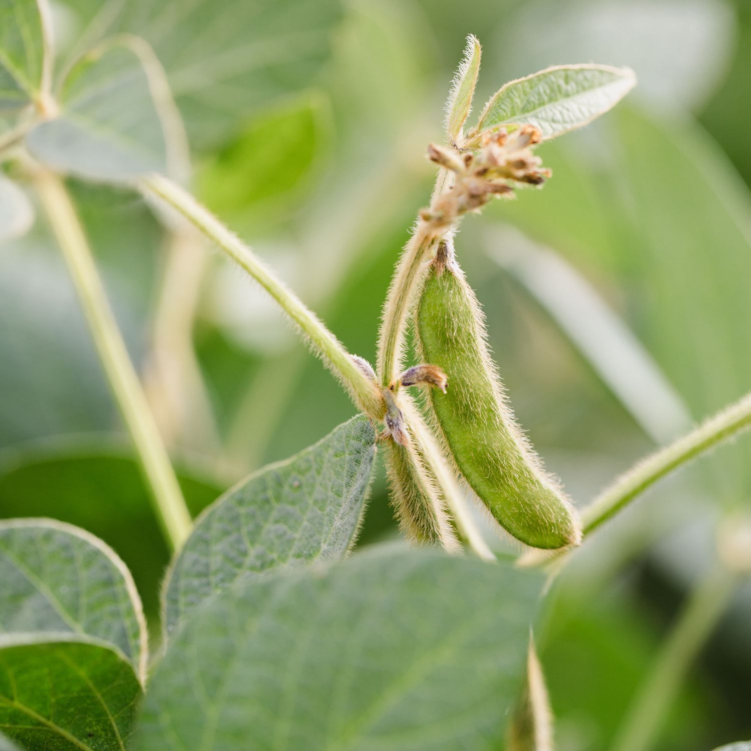 Macro shot of young soybean pods growing on plant stems with detailed leaf texture.