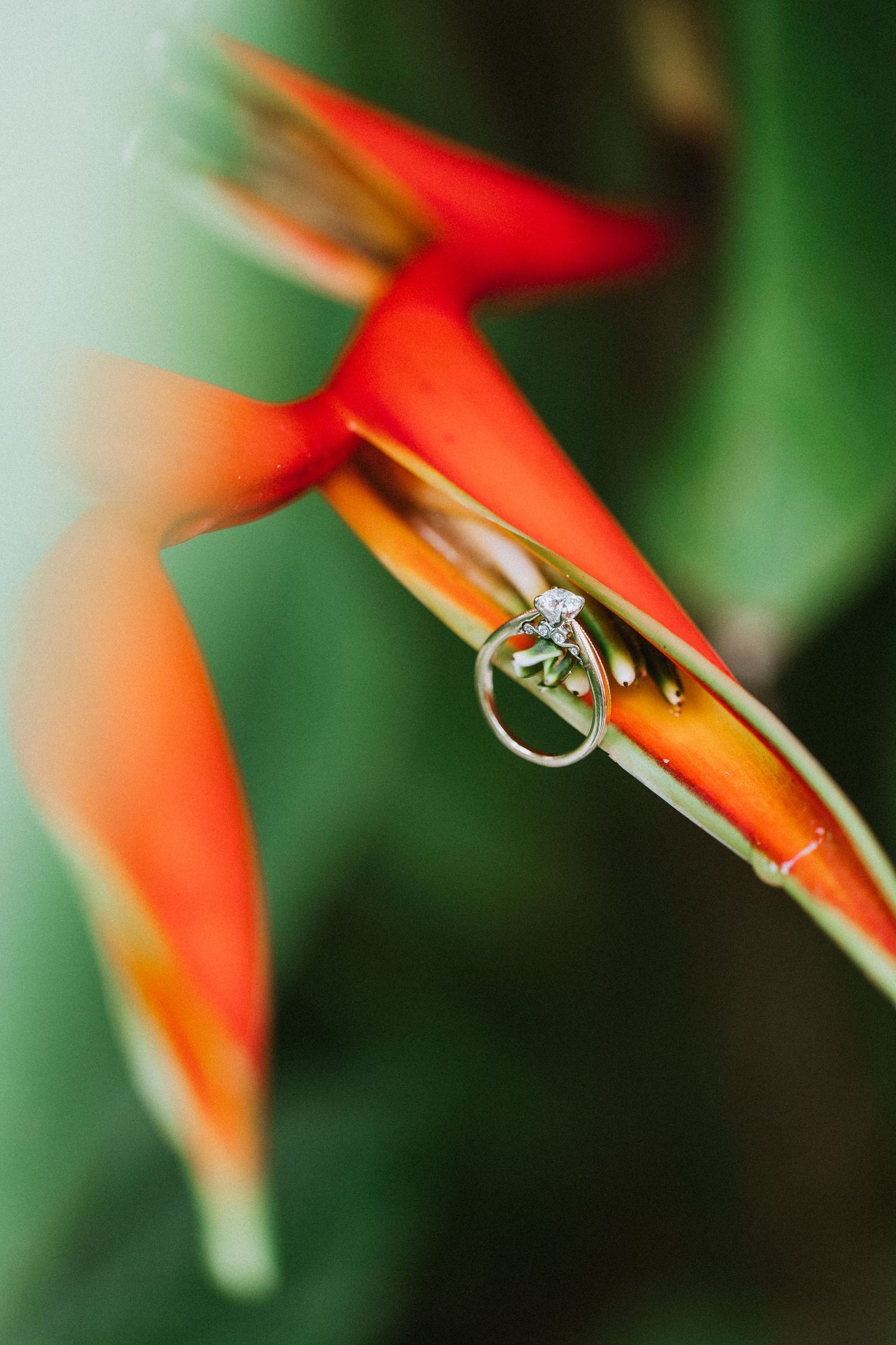 Close-up of a diamond engagement ring resting on vibrant orange tropical flower petals.