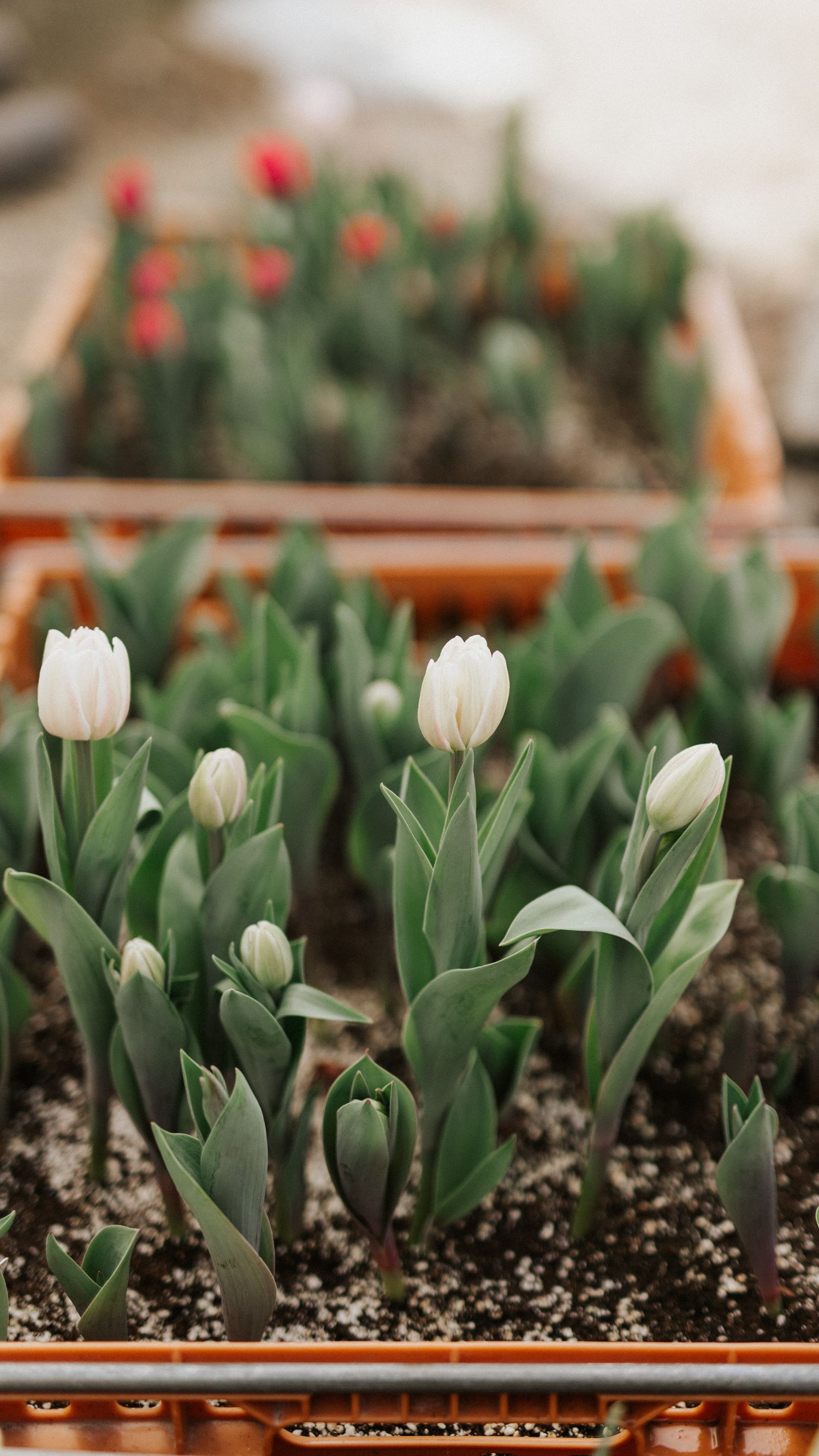 White and orange tulips growing in rows in brown planter boxes.