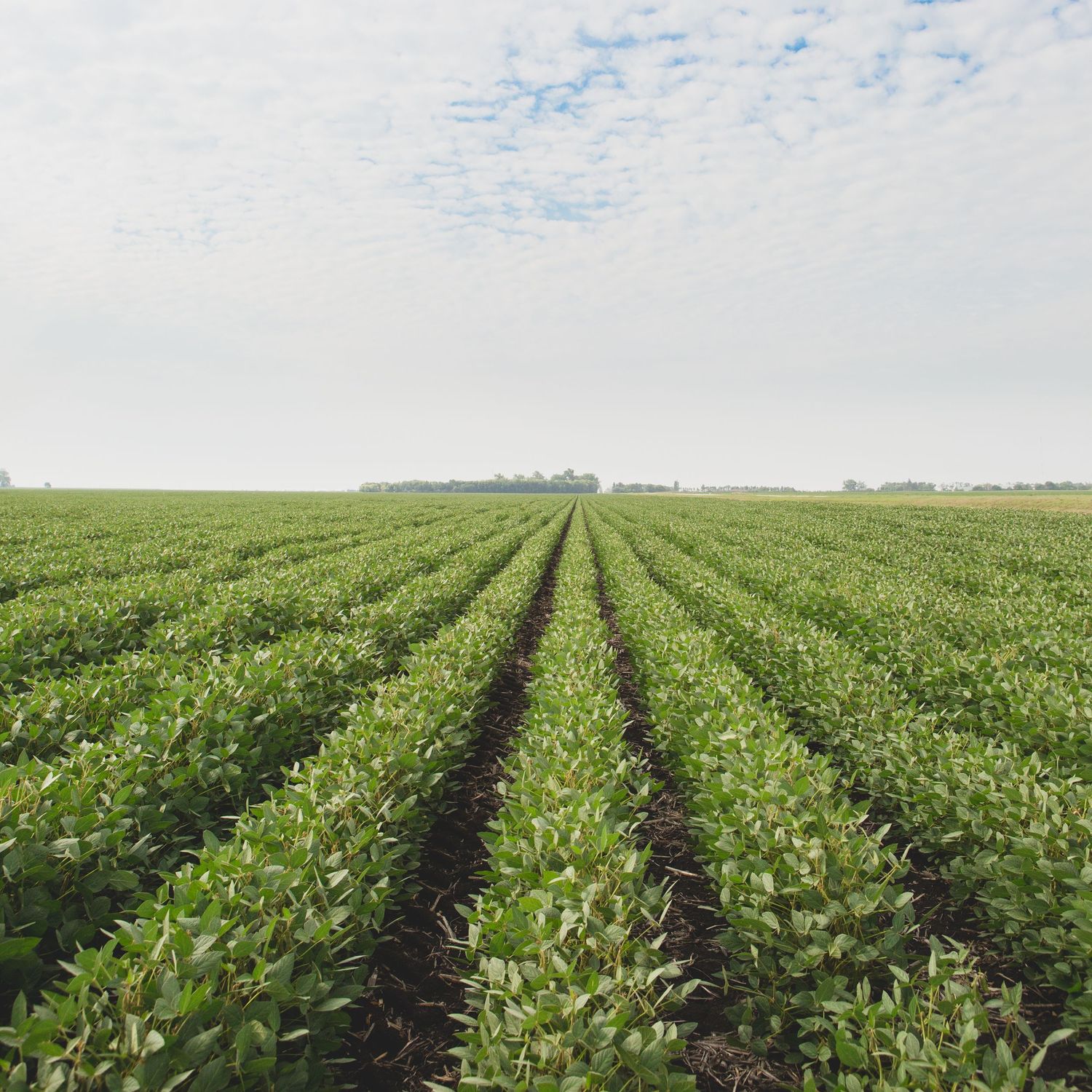 Aerial view of vast agricultural field with rows of green soybean crops stretching to horizon.