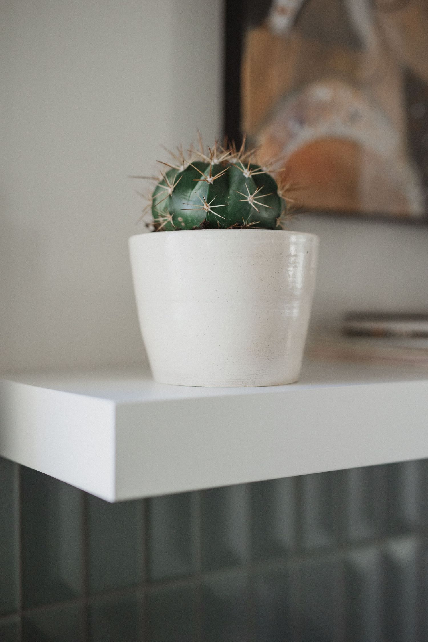Small cactus plant in white ceramic pot on white shelf.