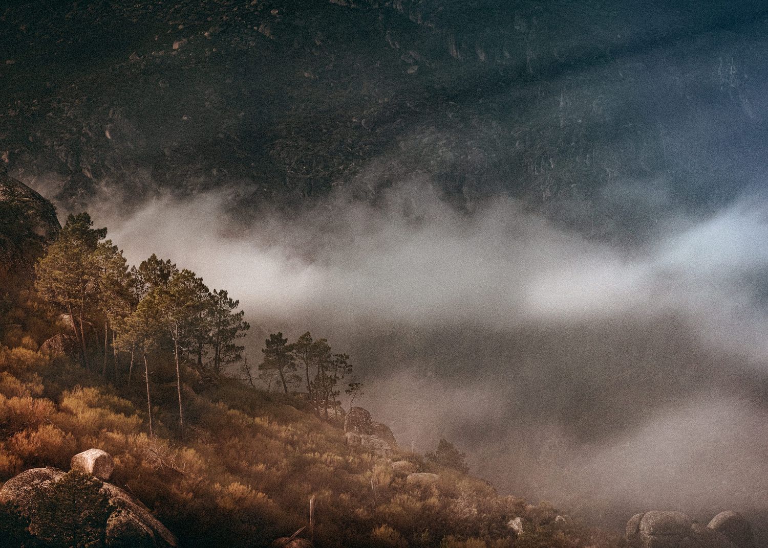Misty fog rolls through a mountainous forest landscape at dusk with golden-lit pine trees on the hillside.