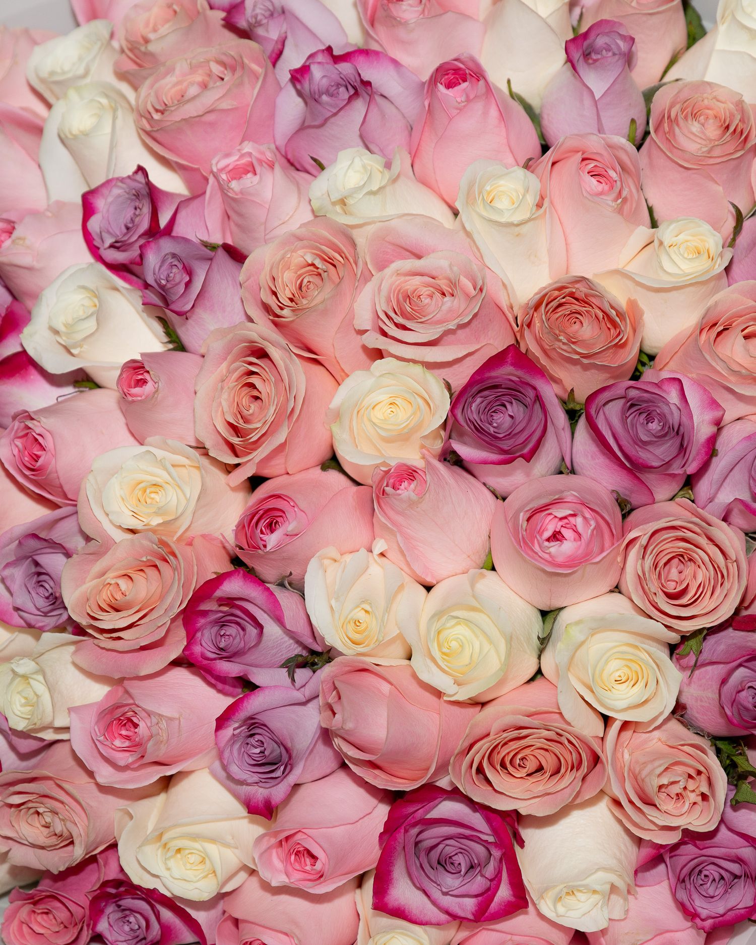 Beautiful arrangement of pink, white, peach and purple roses in a dense floral display.