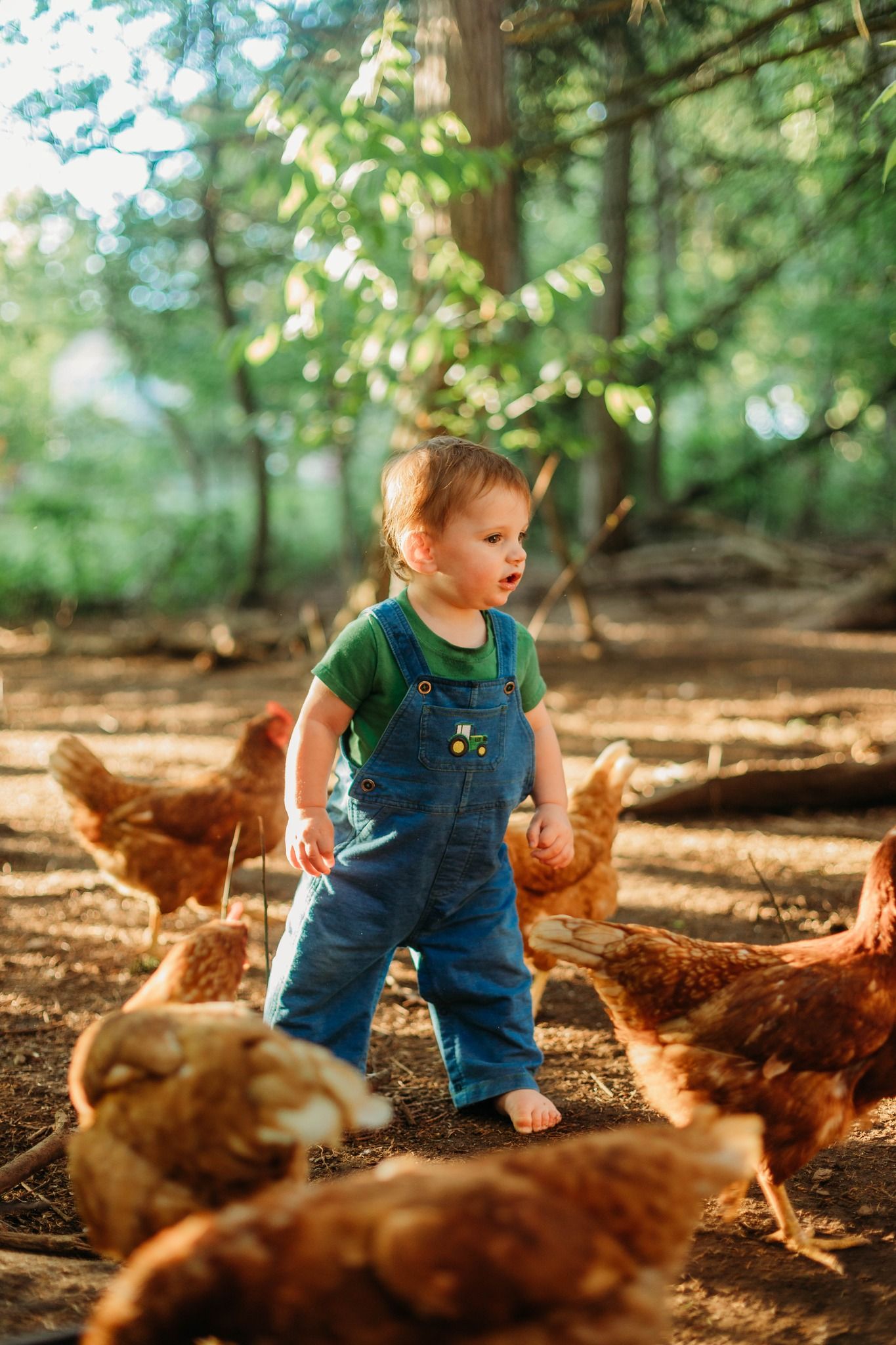 Toddler in blue overalls explores among free-range chickens in a wooded area.