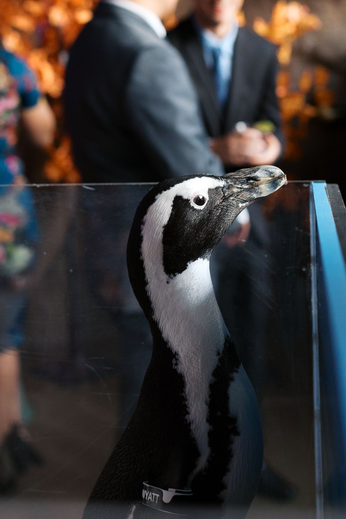 Penguin Encounter at The National Aviary Wedding Venue in Pittsburgh, PA