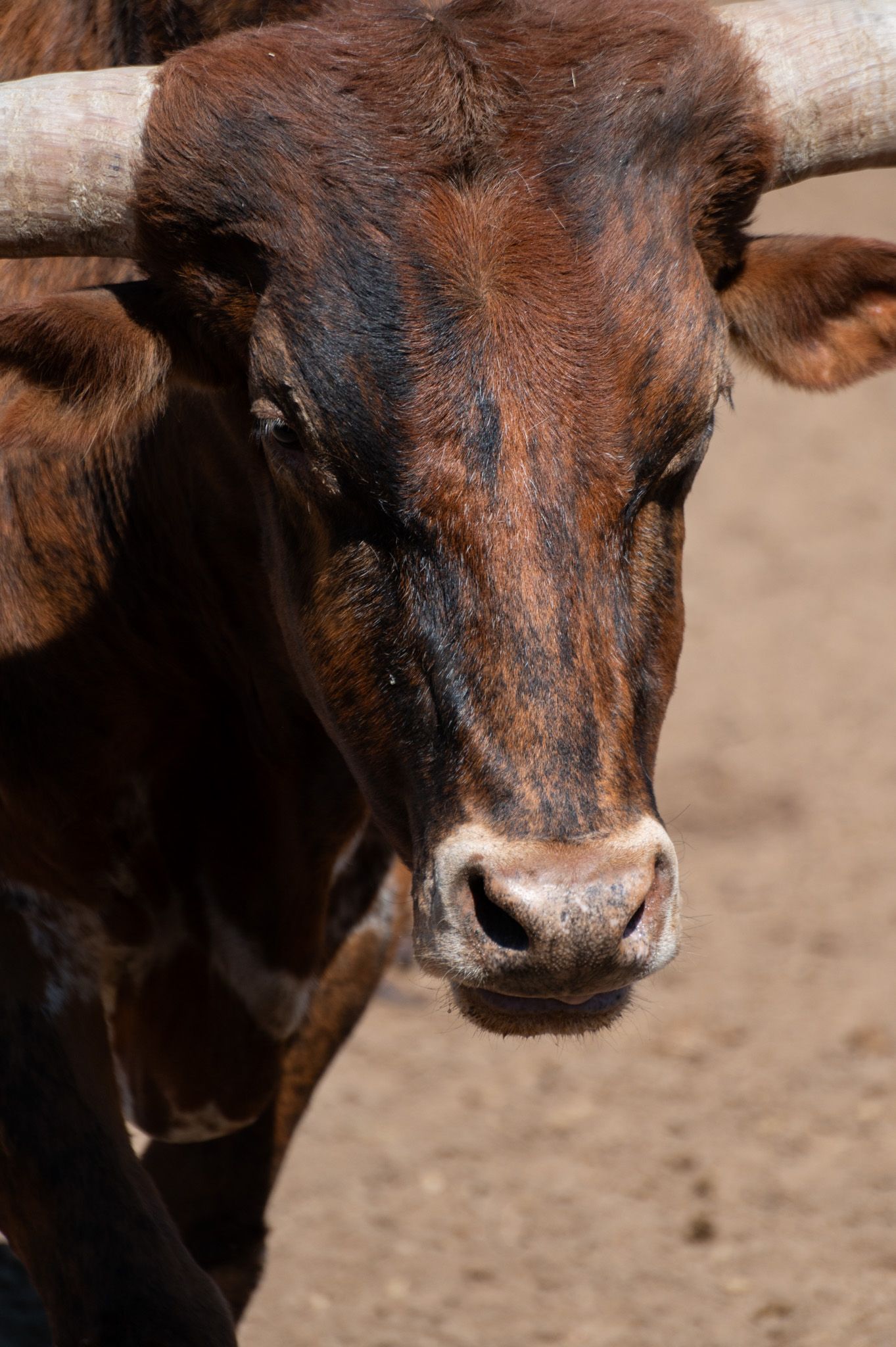 Close up portrait of brown cow with horns looking directly at camera.