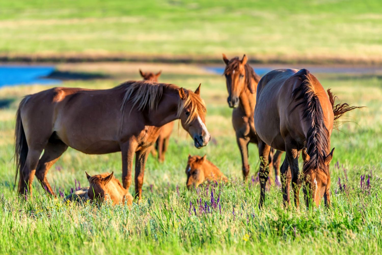 Horses and foals grazing together in a green pasture with golden sunlight illuminating their brown coats.